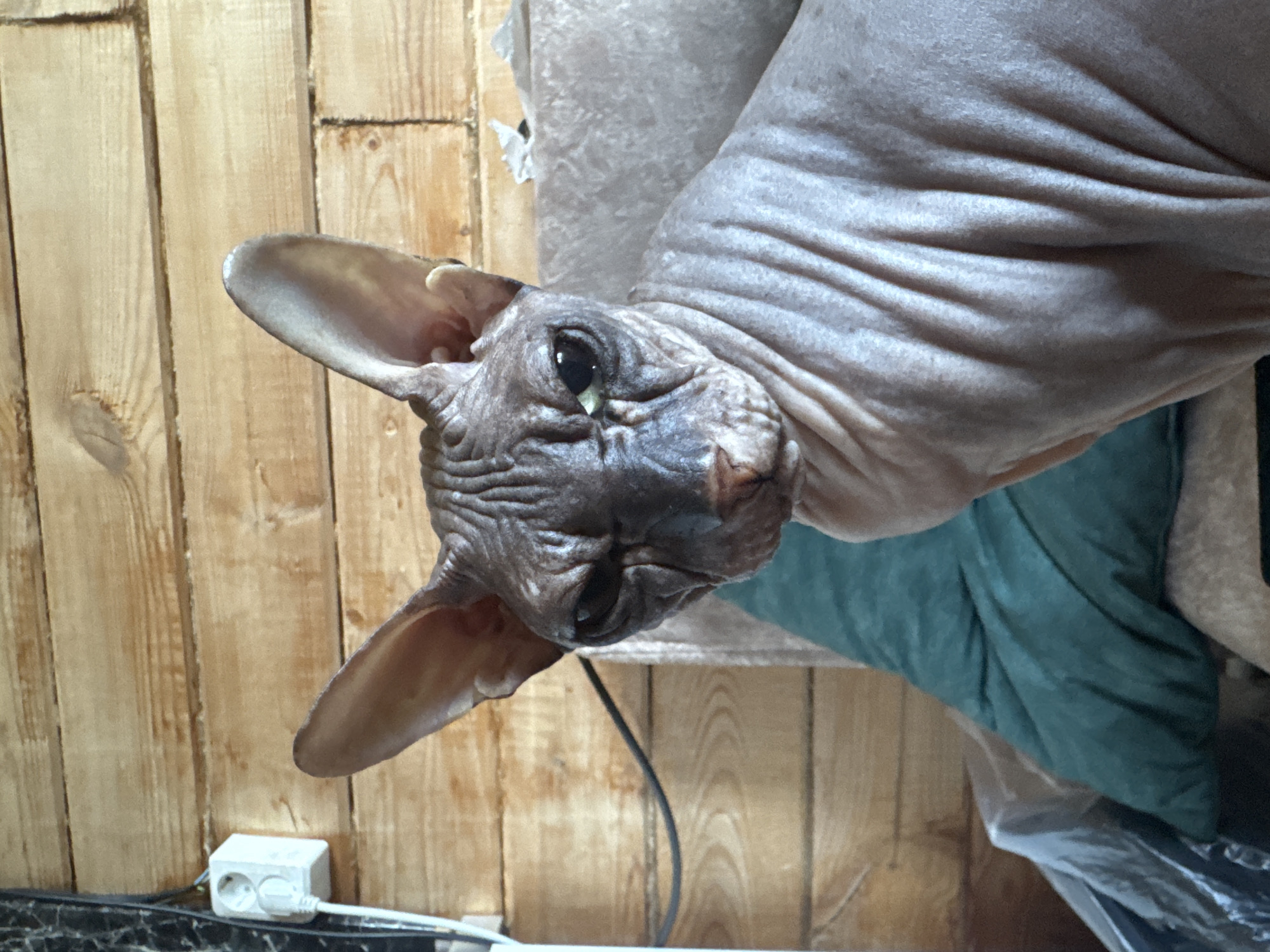 A Sphinx cat is pictured up close, looking directly at the camera with a stern expression. The cat has greyish-pink skin with prominent wrinkles on its head and body. Its large ears are pointed upwards, and its eyes are dark with a hint of green. The cat is positioned in front of a wooden wall, likely in a residential setting. To the left of the cat, a white electrical outlet is mounted on the wall, with a black cable extending downwards. In the background, a portion of a light-colored couch and a teal pillow are visible. The image appears to have been taken in a home in Nikolaevka, Russia.