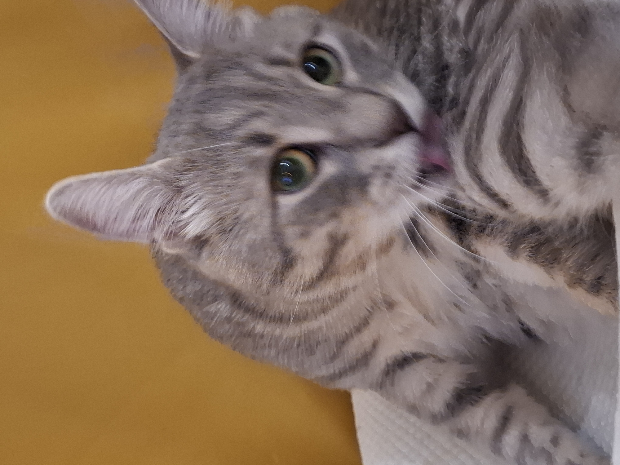 A close-up, eye-level shot shows a grey tabby cat grooming its chest. The cat's green eyes are visible, along with its pink tongue as it licks its fur. The background is a solid, mustard-yellow color. The cat is resting on a white, textured surface, possibly a blanket or cushion. The image does not provide any specific details or context that would allow for the identification of its location within Zemun Urban Municipality, Serbia.