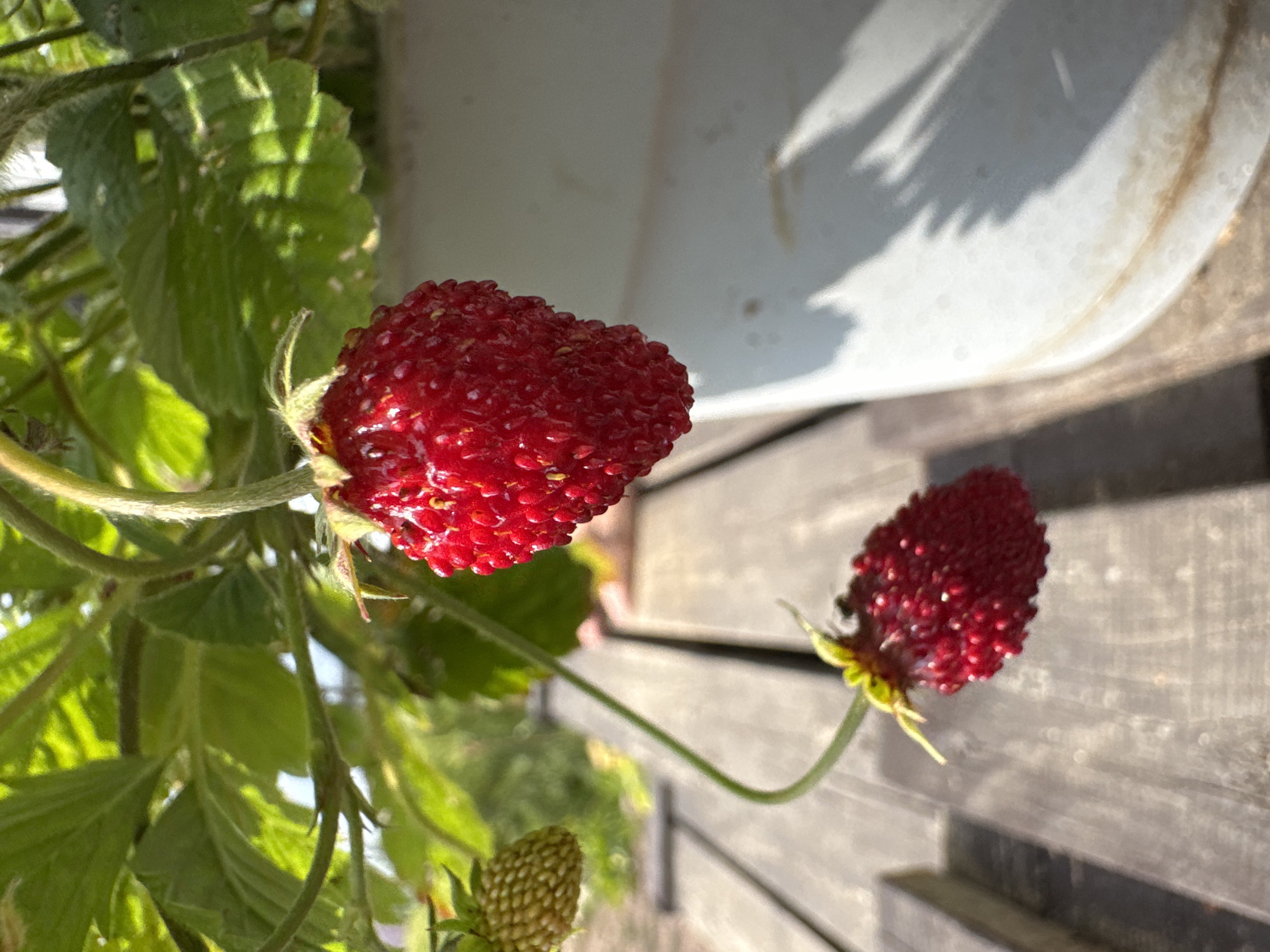 A close-up, low-angle shot focuses on two ripe red wild strawberries hanging from their stems amidst green foliage. The strawberries are detailed, with visible seeds on their surfaces. In the background, a light-colored bucket and weathered wooden planks create a rustic outdoor setting. To the left, a small, unripe green berry is also visible. The scene appears to be in a garden or yard, suggesting a domestic environment in Kempelelyo, Russia. The lighting indicates a sunny day, casting shadows on the wooden surface and highlighting the vibrant red of the fruit. There are no visible people or animals in the frame.