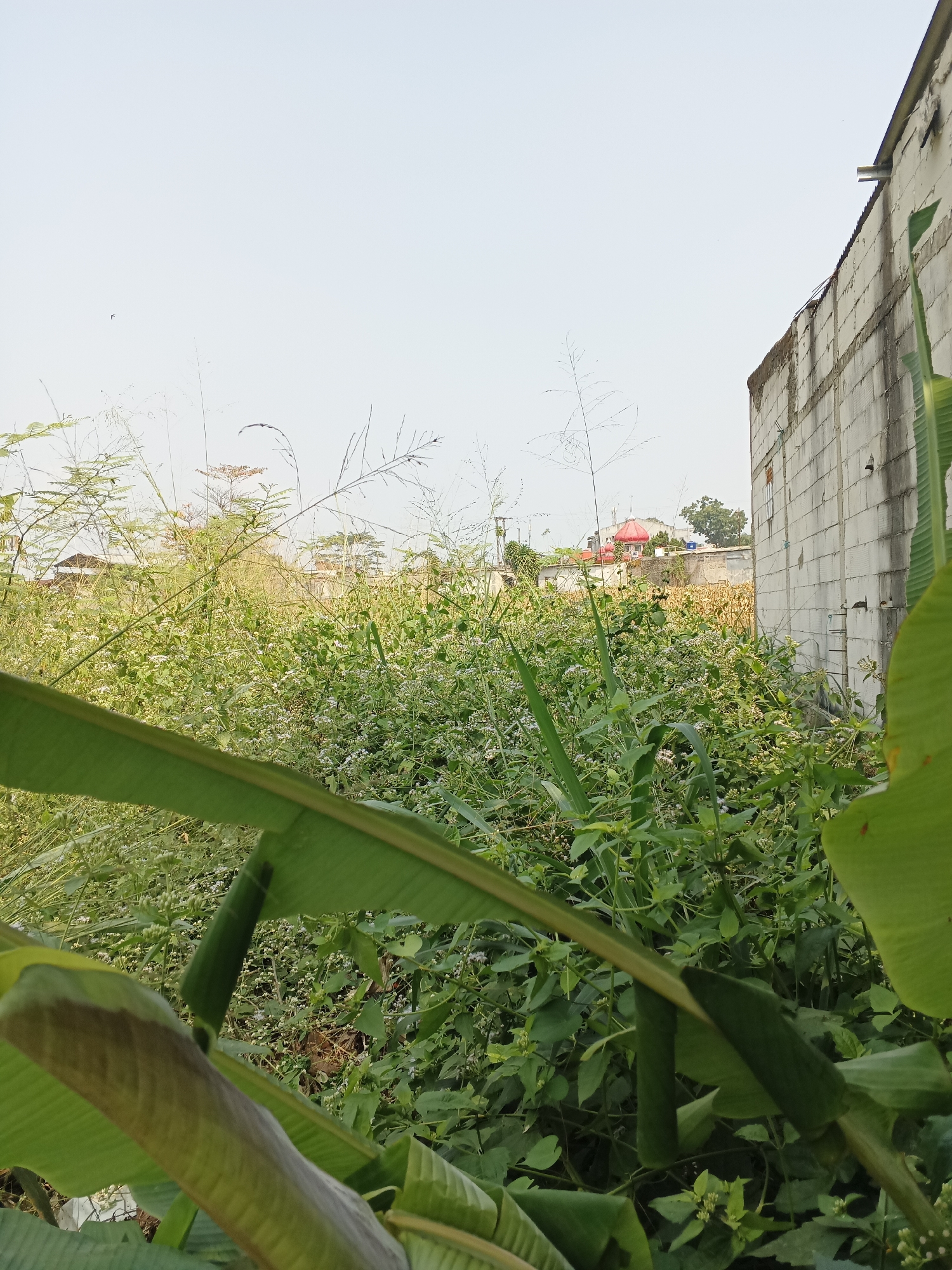 The image depicts an overgrown field of green vegetation, including grasses and small flowering plants, situated in Warungkiara, Indonesia. In the foreground, large green banana leaves partially obscure the view. To the right, a portion of a building constructed from concrete blocks is visible, with a metal pipe extending from its roofline. In the background, a red-domed structure and other buildings can be seen beyond the dense foliage. The sky is clear and pale.