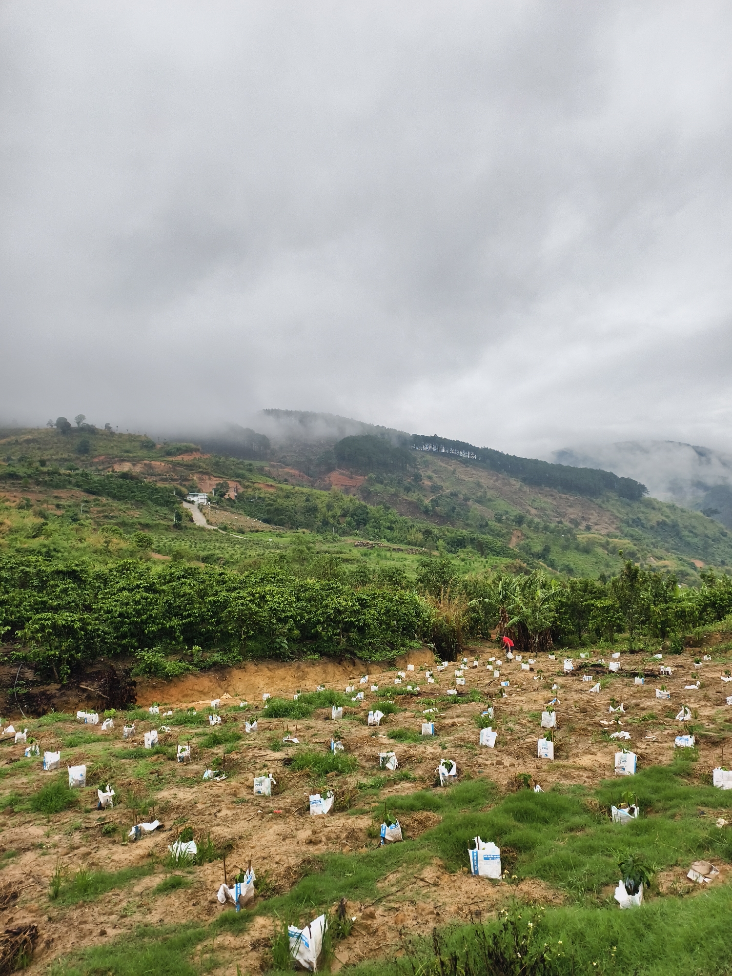 The image shows a field in Tầm Xá, Vietnam, on a cloudy day. The foreground features a recently planted field with numerous seedlings, each protected by a white plastic bag. There is green grass scattered throughout the field. In the midground, a person wearing a red shirt stands among the seedlings. Behind the field, a lush green hillside rises, with patches of cleared land. Further back, the ridgeline of a mountain range is partially obscured by low-hanging clouds. The overall scene suggests agricultural development in a mountainous region.
