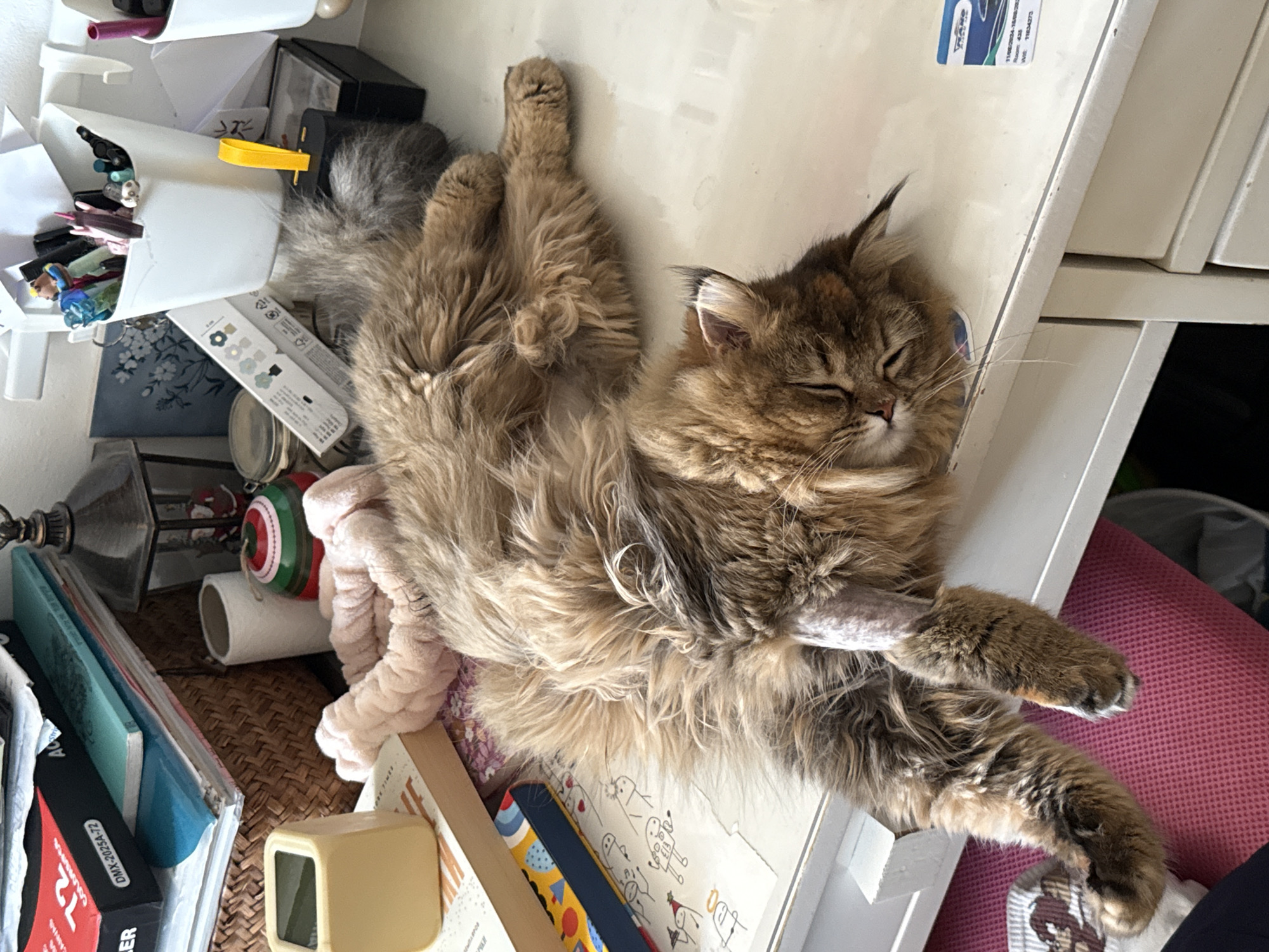 A long-haired, brown tabby cat is sleeping on a white desk, with its body stretched out. The cat's fur is fluffy and its eyes are closed. There is a shaved area on its hind leg. The desk is cluttered with various items, including books, a basket, pens in a container, a small lamp, a clock, and a pink scrunchie. In the background, there are stacks of papers and boxes. The setting appears to be an indoor workspace or study area. No specific location in Petah Tikva, Israel, can be determined from the image.