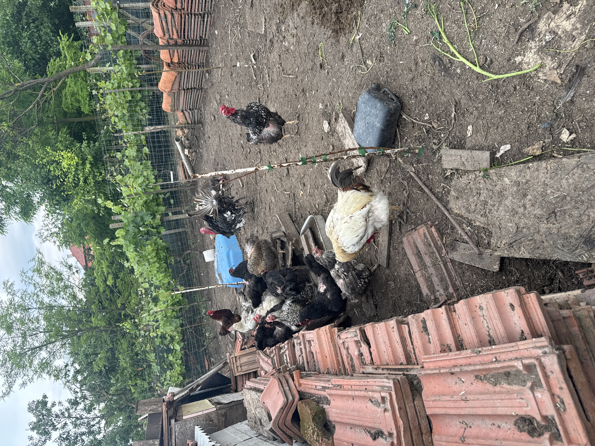 This image, taken in Sarnevo, Bulgaria, captures an outdoor scene in what appears to be a rural or backyard setting, with numerous chickens and other poultry roaming on a dirt ground.
The central subjects are a diverse flock of chickens, predominantly composed of black, white, and speckled individuals. Several roosters, distinguishable by their prominent red combs and elaborate tail feathers, are scattered throughout the scene. One large black and white rooster stands upright in the midground, while another, mostly white with light brown markings, is closer to the right. A dense group of chickens, exhibiting various plumage patterns, are gathered near a stack of building materials on the right. Notably, a bird with a bare, reddish-black head, possibly a turkey, is visible among the flock.
The ground is unpaved, consisting of packed dirt with some scattered green plants and general debris, including wooden planks. A prominent feature on the right side and extending into the foreground is a large stack of reddish-brown terracotta roof tiles. Other objects include a black plastic jerrycan or container placed on the dirt in the midground, and a blue plastic tub further back, near the clustered chickens. Metal fencing runs horizontally through the midground, supporting lush green climbing plants, possibly grapevines, that stretch across the frame.
In the background, a dense array of green trees creates a natural backdrop under an overcast or partly cloudy sky, visible at the top left. A reddish roof of a building is faintly discernible through the trees. The lighting indicates it is daytime, likely late morning or afternoon. There is no visible text in the image. The overall scene suggests a rustic, functional environment typical of a farm or rural homestead.