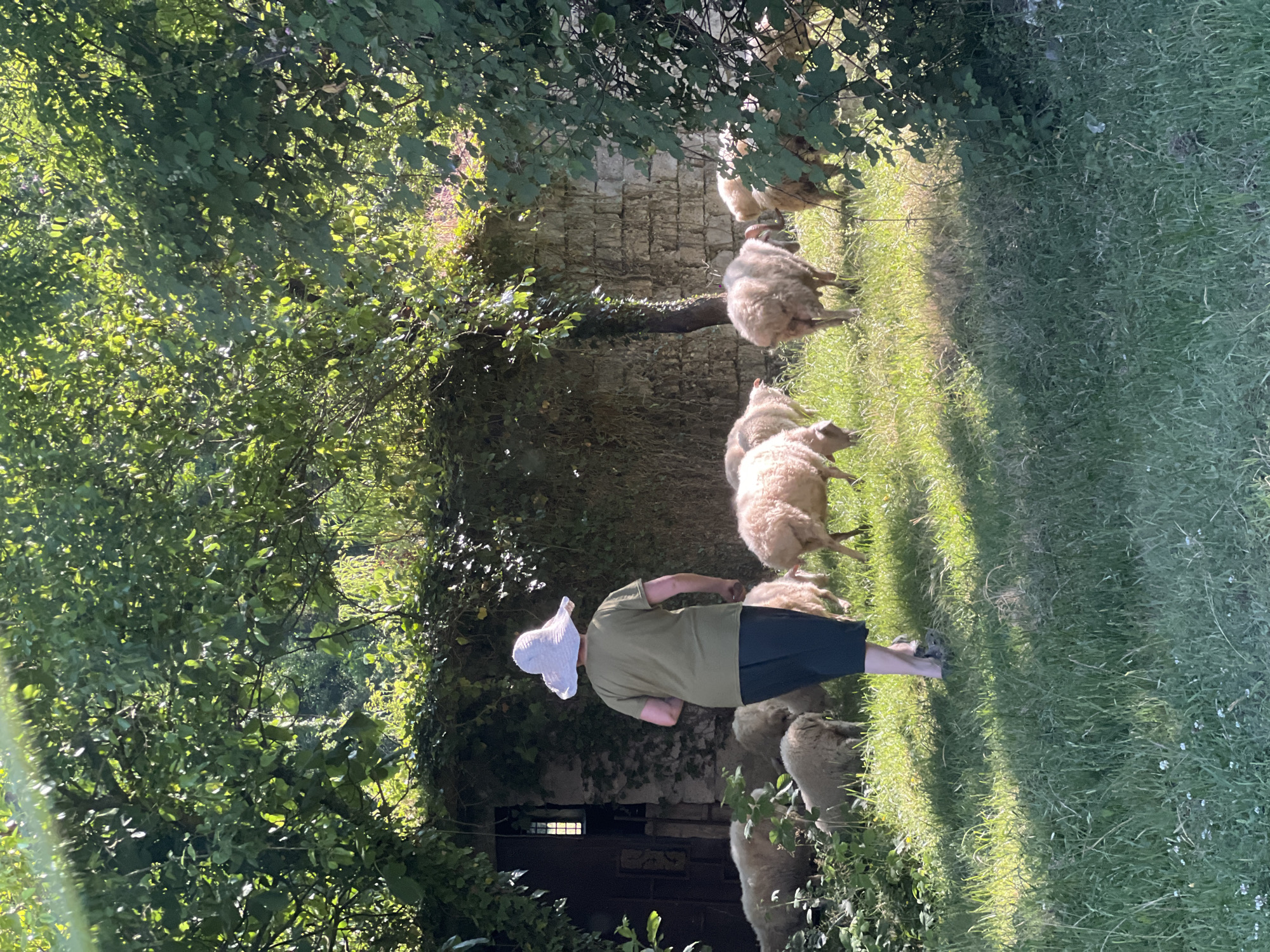 A person wearing a wide-brimmed white hat, a green t-shirt, and dark pants walks on a grassy area in front of a flock of sheep. The person is walking away from the camera and toward the sheep. The sheep are in a field with a stone building covered in ivy in the background. Trees with green leaves are overhead, dappling the scene with sunlight and shadow.