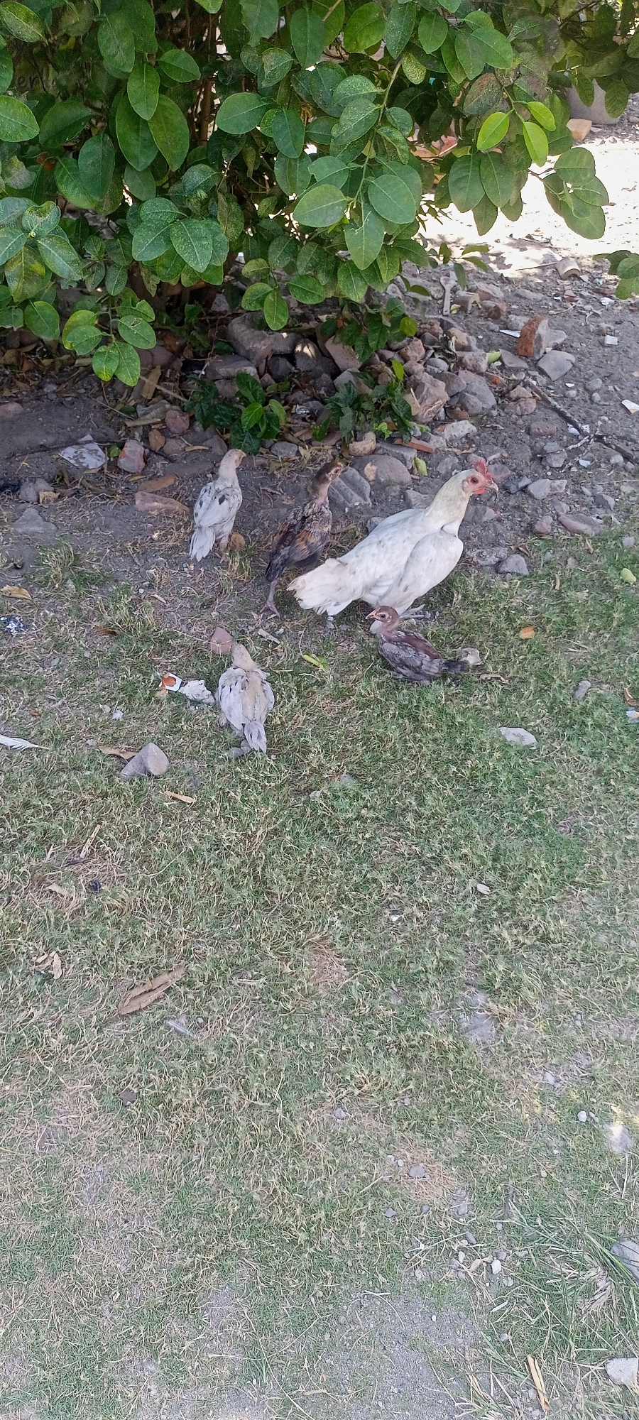 In Gempolklutuk, Indonesia, a group of five chickens, consisting of one adult hen and four chicks, are gathered on a patch of dry grass and dirt. The hen is white with a red comb and is standing on the right side of the frame. To her left, there are two brown and black chicks. Another light-colored chick is to the far left, facing away from the camera. A smaller, dark brown chick is on the ground in front of the hen. The background features the dense green foliage of a tree, with scattered rocks and debris on the ground.