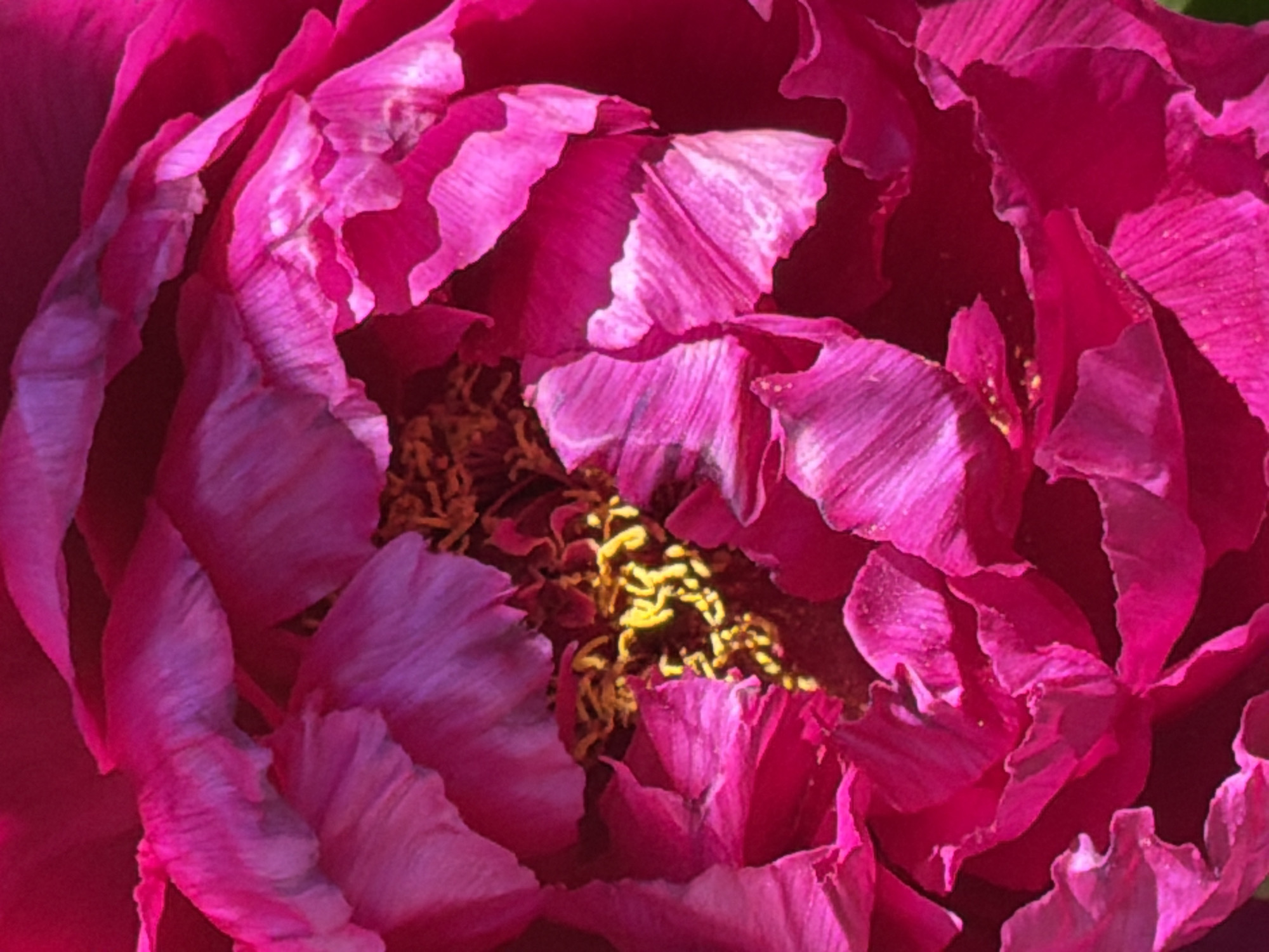 The image is a close-up shot of a blooming flower, likely a peony, with vibrant pink and magenta petals. The center of the flower reveals yellow stamens. The image focuses solely on the flower's details; no information about the location in Esch-sur-Alzette, Luxembourg, or any other environmental details is provided.