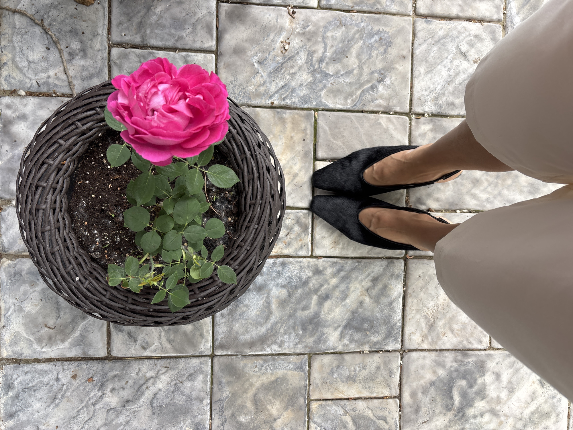 An overhead, eye-level view captures a potted plant with a vibrant pink rose on a stone patio. The plant, situated in a dark, woven basket, has green leaves and a single, fully bloomed rose. The patio is composed of large, greyish stone tiles with a textured, marbled appearance, suggesting it is an outdoor living space, likely a backyard or terrace. In the foreground, a person's lower legs and feet are visible, wearing black, pointed-toe, furry slip-on shoes and light-colored shorts or a skirt. The scene is well-lit, indicating daylight. There are no other people or animals present in the frame. The image does not contain any visual information that could determine its location in the city of Chaikovsky, Russia.