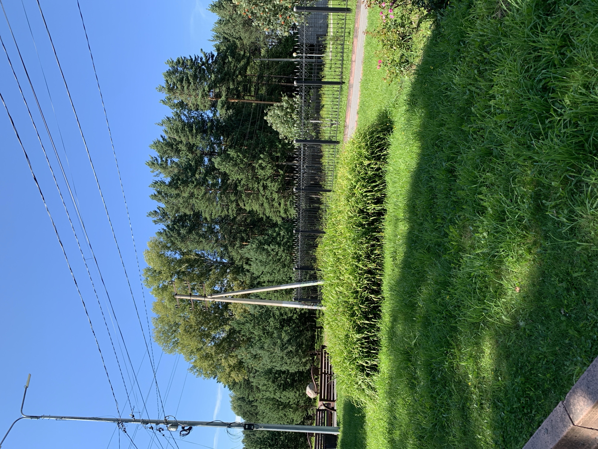 A sunlit, low-angle exterior shot captures a suburban landscape with a bright blue sky overhead. In the foreground, a lush green lawn is partially shaded by unseen trees. To the right, a patch of pink flowers adds a touch of color. A low, black metal fence runs horizontally across the midground, separating the lawn from a paved pathway and a dense cluster of green foliage. Behind the fence, a line of trees, mostly tall pines, forms a dark green backdrop against the sky. A tall, grey lamppost stands on the left side of the image, adorned with electrical wires. Further left, a wooden bench sits near a round, grey boulder. In the background, more trees create a dense forest. There are no people visible in the frame. The scene appears to be in Prokopyevsk, Russia, suggesting a residential or park-like setting within the city.