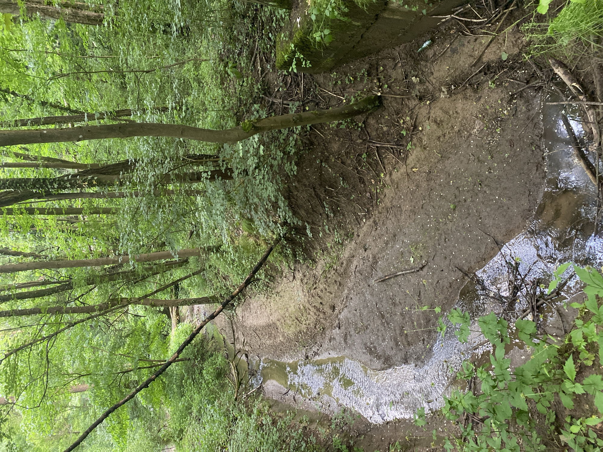 The image presents a serene, natural landscape featuring a narrow stream or gully winding through a dense forest. The stream bed is predominantly muddy and damp, with intermittent patches of clear, shallow water reflecting the bright daylight. Lush green vegetation, including tall trees with slender trunks and various undergrowth, densely covers the steep banks on either side of the gully.
The vibrant green leaves of the trees indicate either springtime or early summer. A prominent tree trunk lies horizontally across the gully, connecting the banks, while another dark, fallen branch is visible closer to the lower right bank. The muddy ground of the stream bed is dotted with small twigs, fallen leaves, and light-colored specks, possibly small pebbles or seeds. A faint blue object, appearing to be a discarded plastic bottle or wrapper, is visible in the mud on the upper right bank.
The scene is illuminated by natural light, suggesting it is daytime. The absence of specific weather indicators, combined with the damp earth and reflecting water, hints at fair weather, possibly after recent rain. The dense woodland and untamed nature align with typical forested regions such as those found around Bankya, Bulgaria. No human or animal activity is visible, contributing to the tranquil and untouched atmosphere of the scene. There is no discernible text within the image.