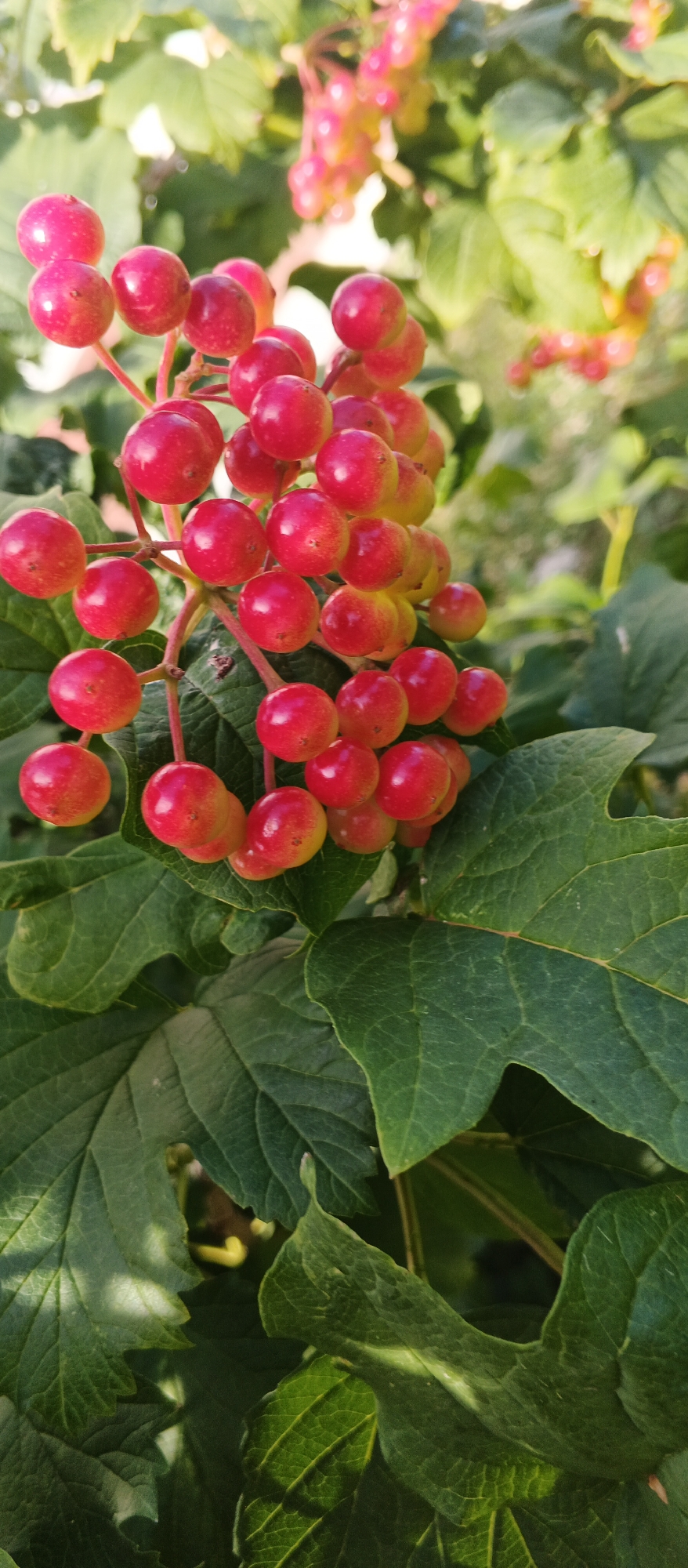 In the city of Smila, Ukraine, a close-up photograph captures a cluster of ripe, red berries hanging from a plant. The berries are spherical and have a glossy sheen, with some showing a slight yellowing as they transition to full ripeness. They are attached to thin, reddish stems that form a bunch. Large, deep green leaves with visible veins surround the berries, providing a backdrop of natural foliage. The lighting suggests an outdoor setting, possibly in a garden or park, with sunlight filtering through the leaves, creating subtle highlights and shadows. The focus is sharp on the berries and immediate surrounding leaves, while the background is softly blurred.