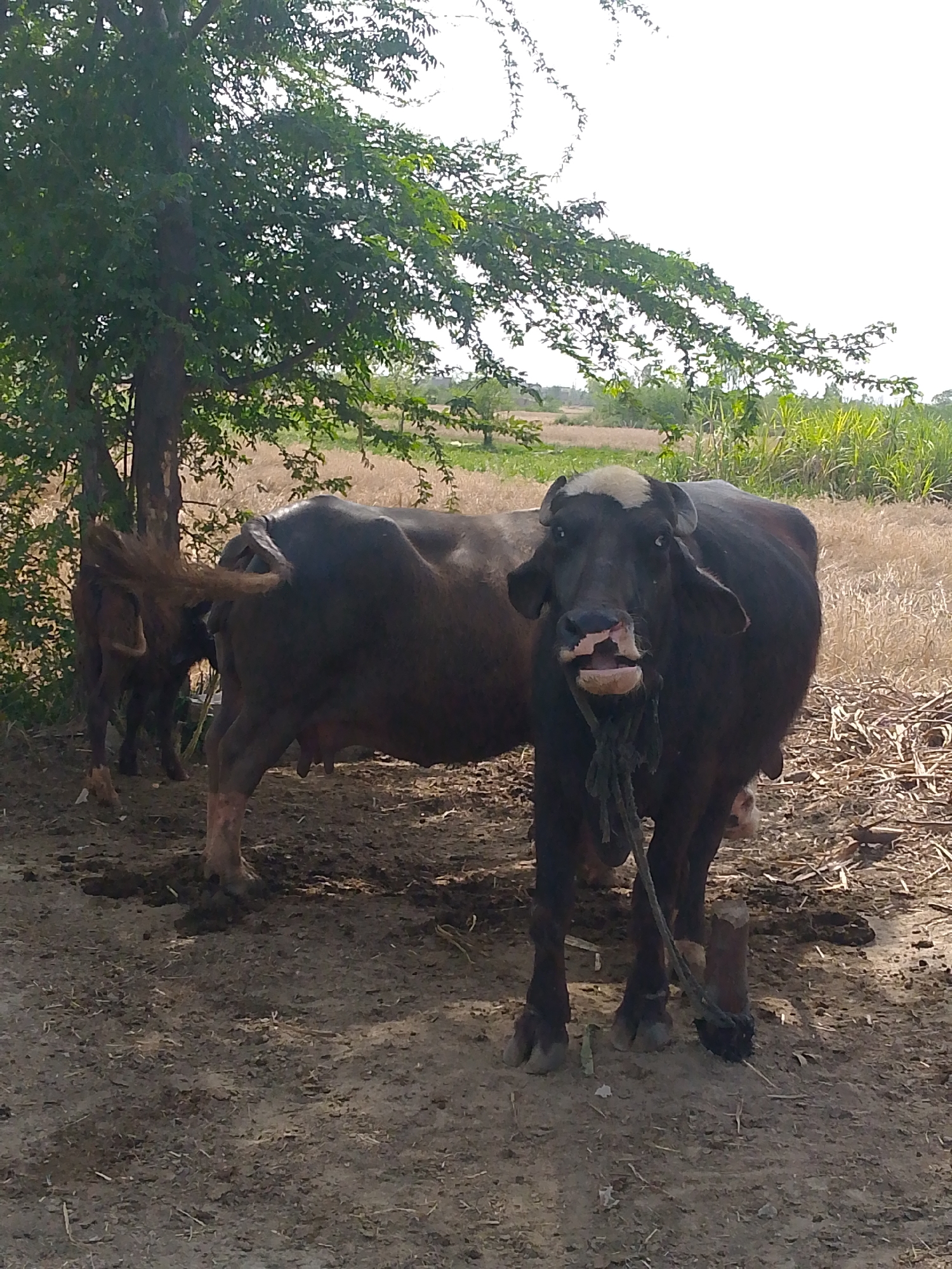 The image captures an outdoor rural scene featuring two water buffaloes under the shade of a large tree. In the foreground, a dark-colored water buffalo stands facing the camera. It has a distinctive white patch on its head and a rope tied around its neck, which appears to be secured to a post or peg on the ground. Its mouth is open, revealing its teeth and tongue, suggesting it might be vocalizing or chewing. The buffalo's eyes are clearly visible.
Partially visible behind the front buffalo and directly under the tree is a second water buffalo, mostly showing its hindquarters and tail, which is flicked to the side. The ground is dry, dusty earth with scattered bits of straw or dried vegetation. Shadows cast by the tree and the animals indicate bright daylight.
In the background, beyond the tree and the animals, are expansive fields. Some areas show dry, harvested, or dormant crops, while others feature taller, green crops, possibly sugarcane or corn. The sky is bright and appears mostly clear. The overall setting suggests an agricultural area in a warm climate, with the animals seeking shade from the sun. No text is visible in the image.