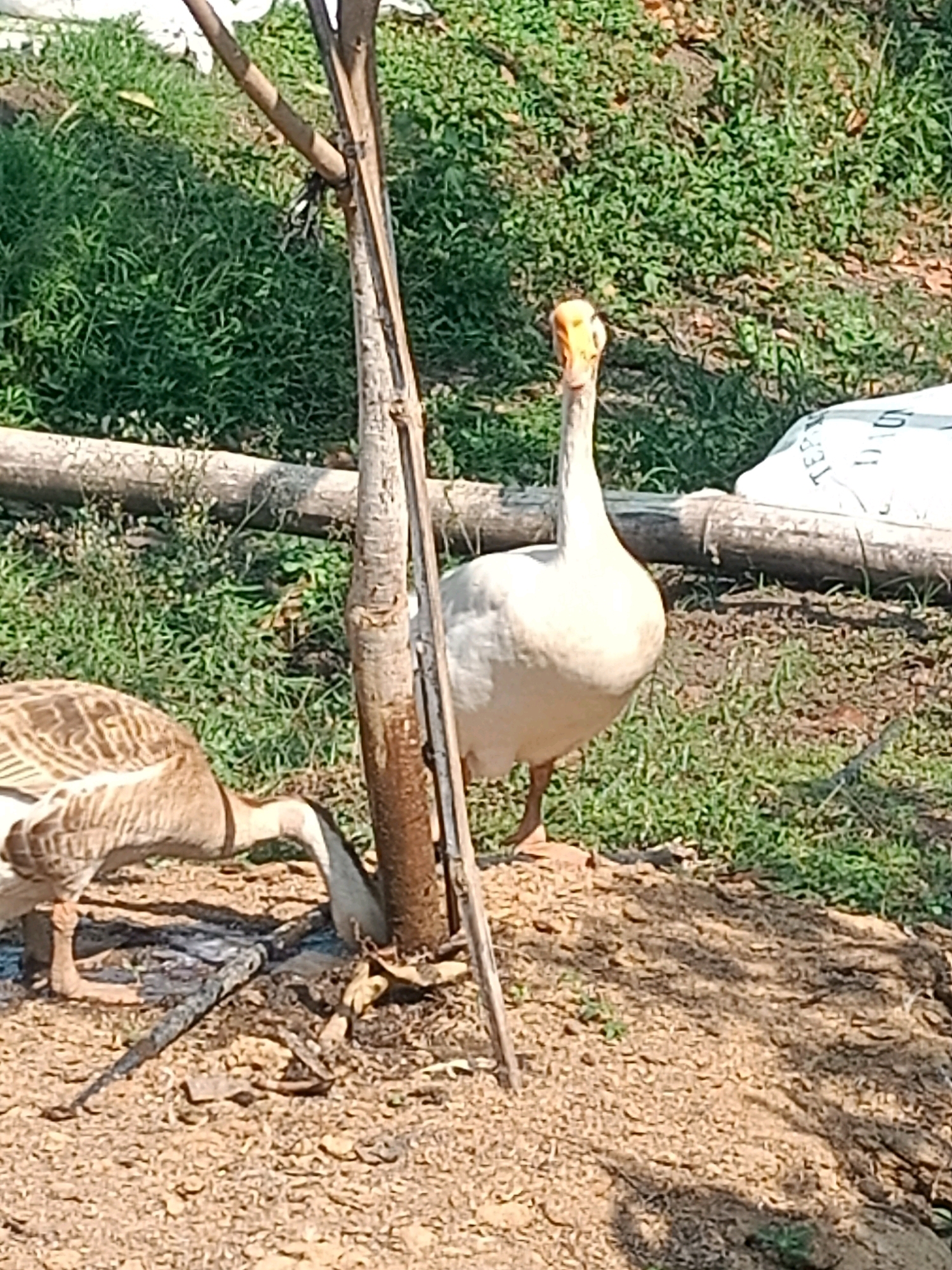 Two geese are visible in an outdoor setting. One goose, with white feathers and an orange beak, stands upright and faces the camera. The other goose, with brown and white patterned feathers, is positioned to the left and appears to be foraging on the ground. The environment consists of dry, dusty ground with patches of green grass and vegetation in the background. A wooden pole and a white sack are also present. The image appears to be taken in a rural or semi-rural area.