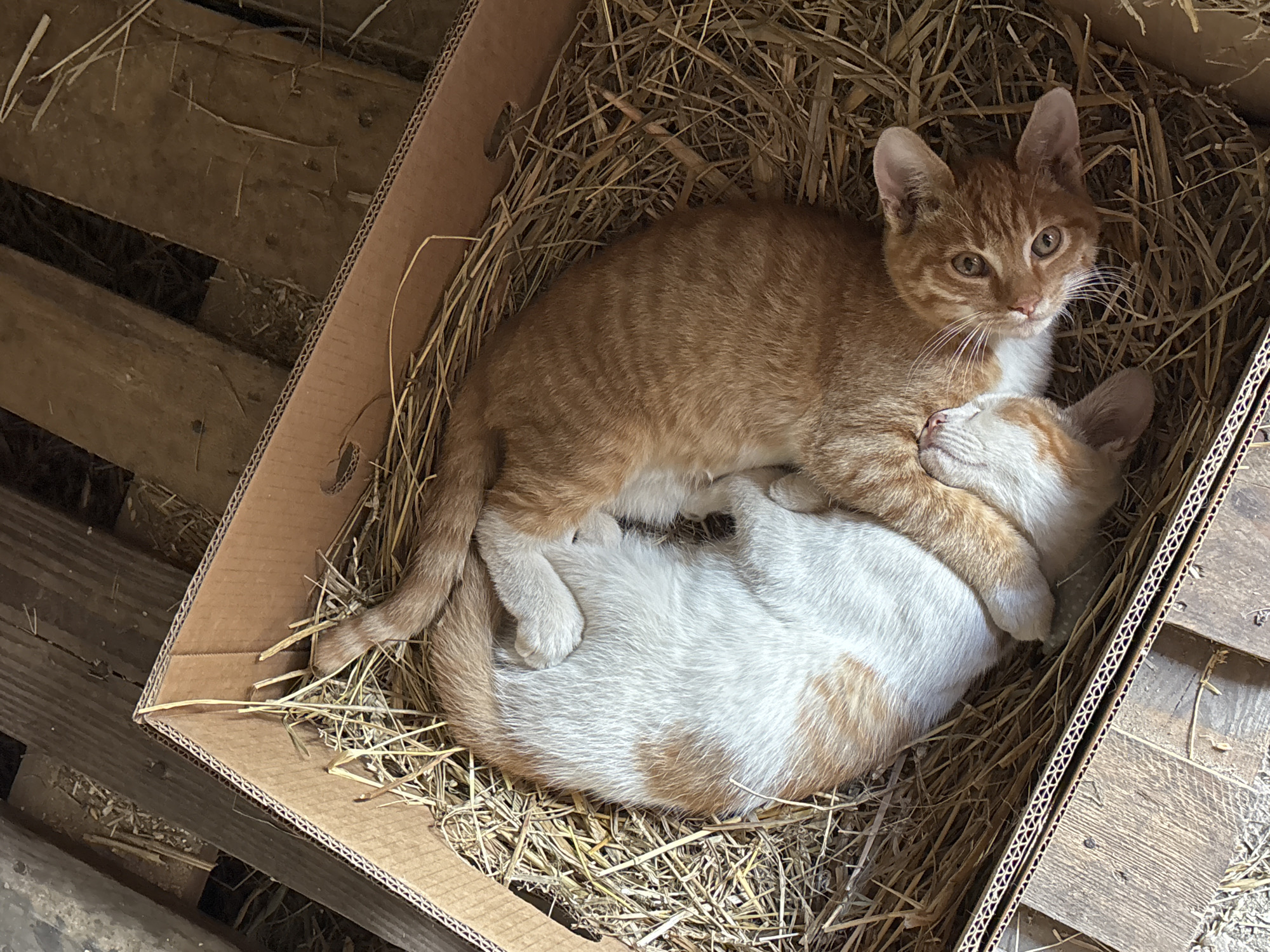 Two orange and white kittens are nestled together in a cardboard box filled with straw. One kitten, predominantly white with orange patches, is curled up with its head tucked. The other kitten, a solid orange tabby, is lying on its back, looking directly at the camera with large, expressive eyes. Both kittens appear to be very young. The box is placed on a rustic wooden surface, likely a pallet or floorboards, in what appears to be an outdoor or barn-like setting. The lighting suggests it is daytime. The overall scene conveys a sense of warmth and vulnerability. This image was taken in Zvenigorod, Russia.
