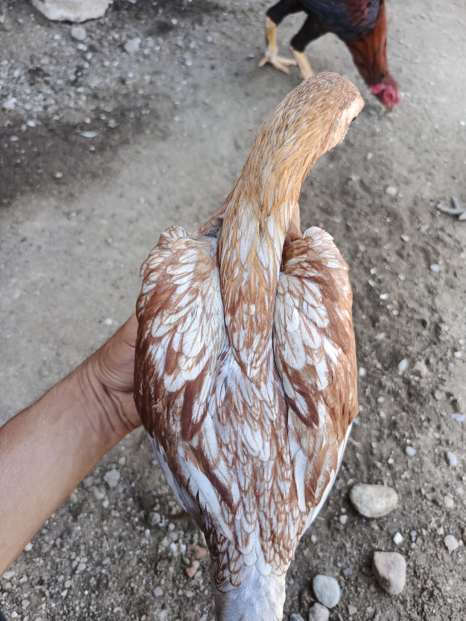 A person is holding a light brown and white chicken by its body. Another chicken with dark red and black feathers is standing nearby and pecking at the ground. The background is a dirt and gravel surface with scattered small rocks. The location is likely in Lhokseumawe, Indonesia.