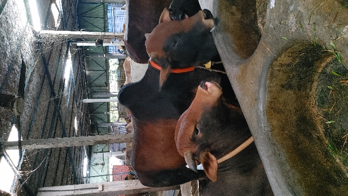 The image shows three brown and black cows standing side by side, looking towards the right. The cows are in a partially enclosed barn, with a concrete floor and concrete water troughs. The barn has a metal roof with a woven mat covering it, allowing some light to pass through. There are some spiderwebs visible in the barn. The image was taken in Savar, Bangladesh, at latitude 23.753 and longitude 90.311. One of the cows has a red and white strap around its neck.