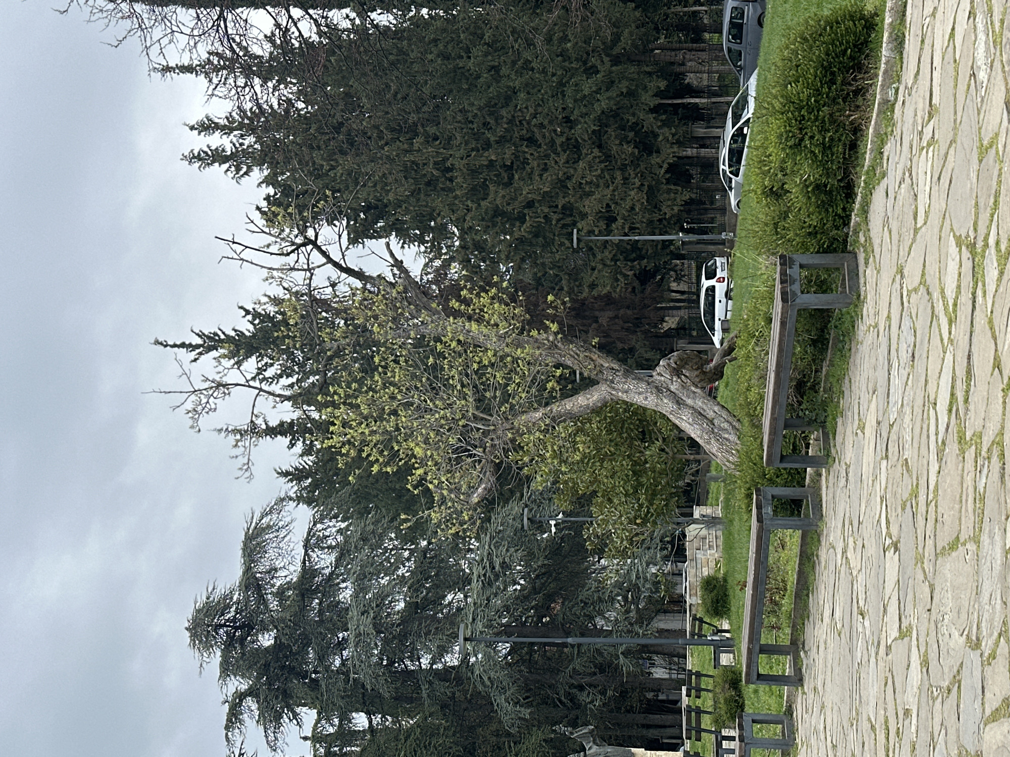The image shows a park setting in Stara Zagora, Bulgaria. A distinctive tree with a bent trunk and sparse, budding leaves is prominently positioned. In the background, tall evergreen trees form a dense screen. A pathway constructed of irregular stone slabs runs along the right side of the image, adjacent to a series of benches with metal frames. The sky is overcast. Parked cars are visible in the distance, partially obscured by vegetation. Streetlights line the pathway.