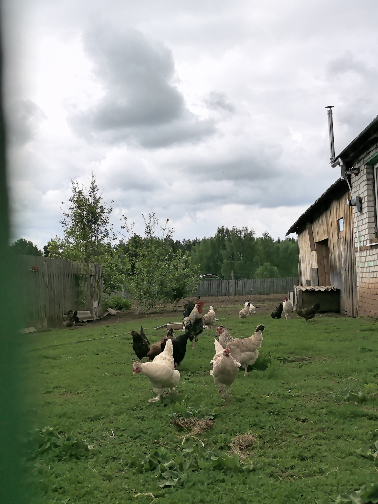 The image shows a group of chickens in a grassy yard next to a building with a brick and wooden structure. A wooden fence runs along the left side of the yard, and trees are visible in the background under a cloudy sky. The location is Unknown, Unknown.