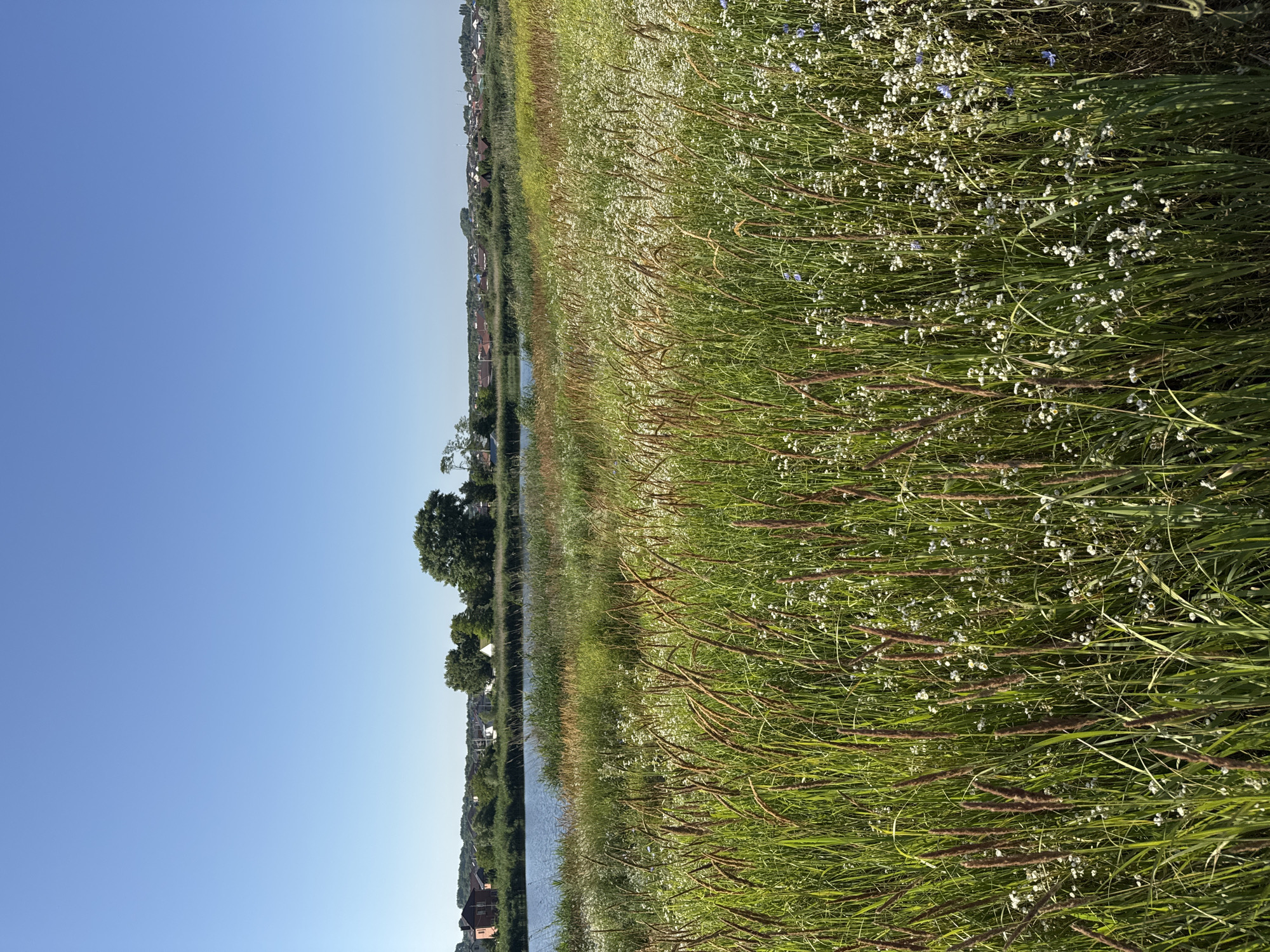 The image depicts a natural landscape scene on a clear day. In the foreground, tall green grass and stalks of seed heads dominate the view, interspersed with clusters of small white wildflowers and occasional blue flowers. In the midground, a body of calm blue water, likely a pond or lake, is visible, bordered by reeds and more vegetation. Beyond the water, a line of trees and a residential area with houses featuring red and brown roofs can be seen. The sky is a clear, bright blue. The scene appears to be an undeveloped or natural area on the outskirts of a populated settlement. The image does not contain any people or animals. The location is identified as Mikhaylovsk, Russia.