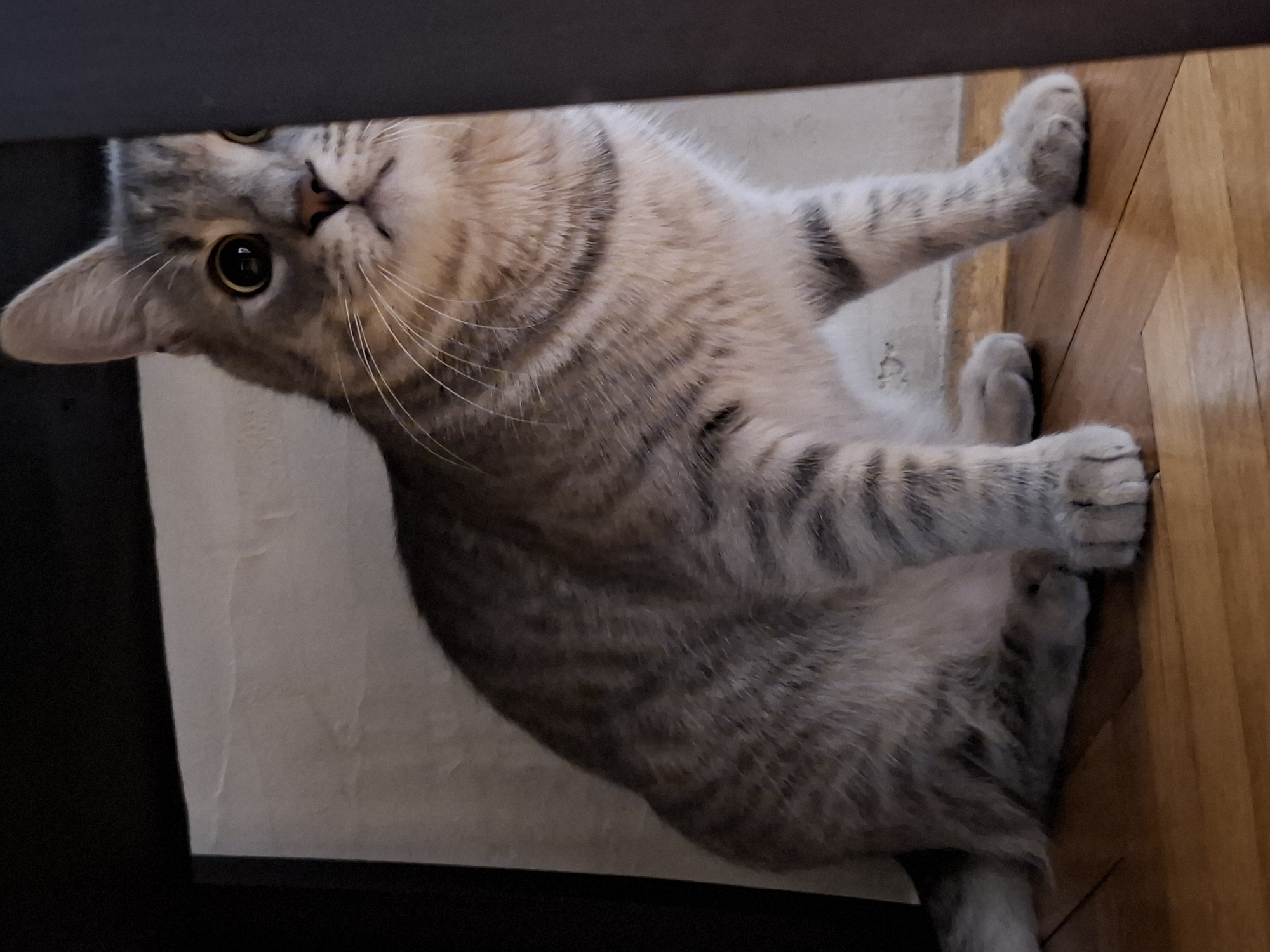 A gray tabby cat is lying on its back, under what appears to be a desk or other furniture, on a white rug. The cat is positioned between the rug and a wooden floor. It's looking up at the camera with golden eyes. Part of the dark furniture is visible in the upper left corner. The location is impossible to know with just the details in the image.