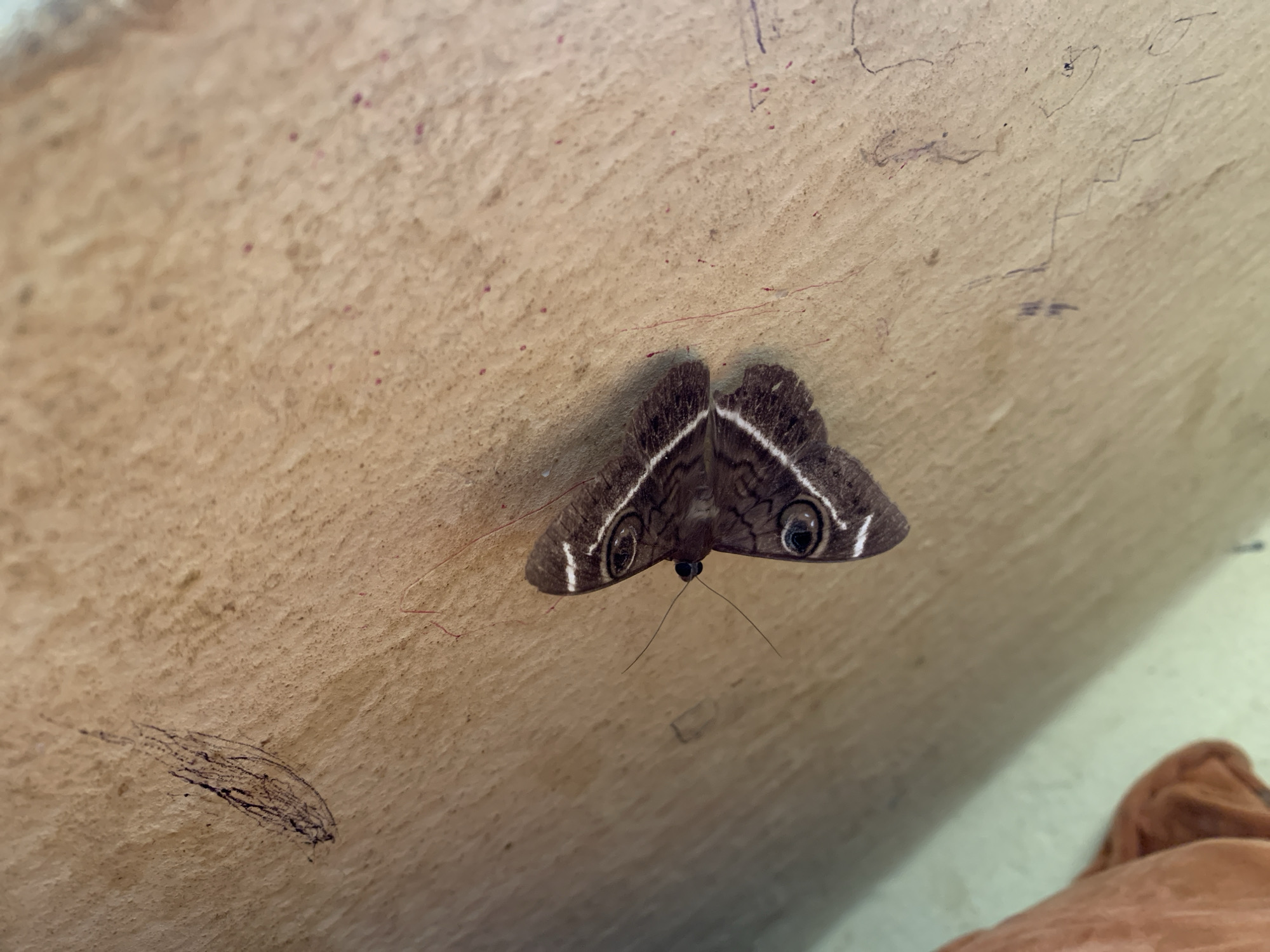 A brown moth with white and black markings on its wings rests on a light-colored, textured surface. The surface appears to be a wall or a large piece of wood, with faint, dark scribbles and scattered reddish-pink dots. To the right, a blurred orange fabric is visible. The moth is positioned in the center-left of the frame, facing slightly upwards and to the right. Its antennae are extended. The overall lighting suggests an indoor or shaded outdoor environment. The image does not contain any discernible elements specific to Kuru Karama, Nigeria.