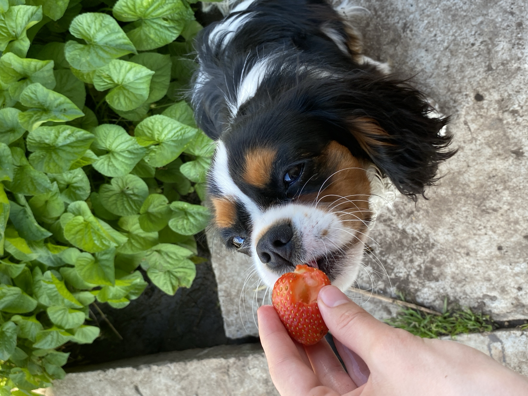 A Cavalier King Charles Spaniel is being offered a strawberry by a person's hand in an outdoor setting. The dog's head is positioned to take a bite of the fruit. In the background, there are lush green plants and a concrete surface. The image appears to be taken in a garden or park. The specific location in Votkinsk, Russia, cannot be determined from the visual information alone.