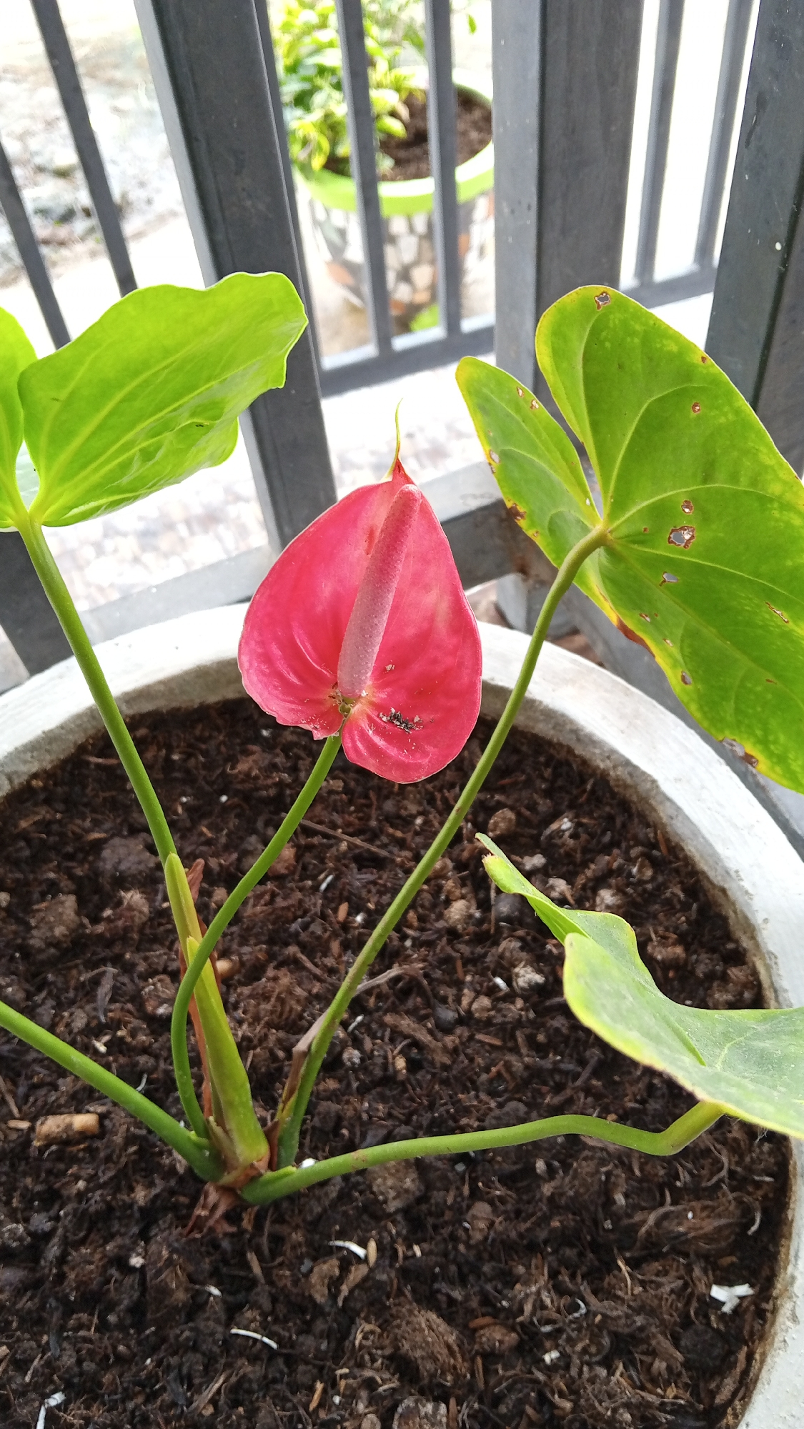 A close-up, eye-level shot shows a potted anthurium plant with a bright pink spathe and a spadix, positioned in the foreground. The plant has large, green leaves with some brown spotting, and is situated in a light-colored concrete pot filled with dark soil. The background reveals a black metal fence, and beyond that, another potted plant with green foliage in a decorative pot. The scene appears to be outdoors, possibly on a balcony or patio, given the presence of the fence and the natural lighting. The specific location in Cotgadong, Indonesia, is not discernible from the visual elements of the image alone.