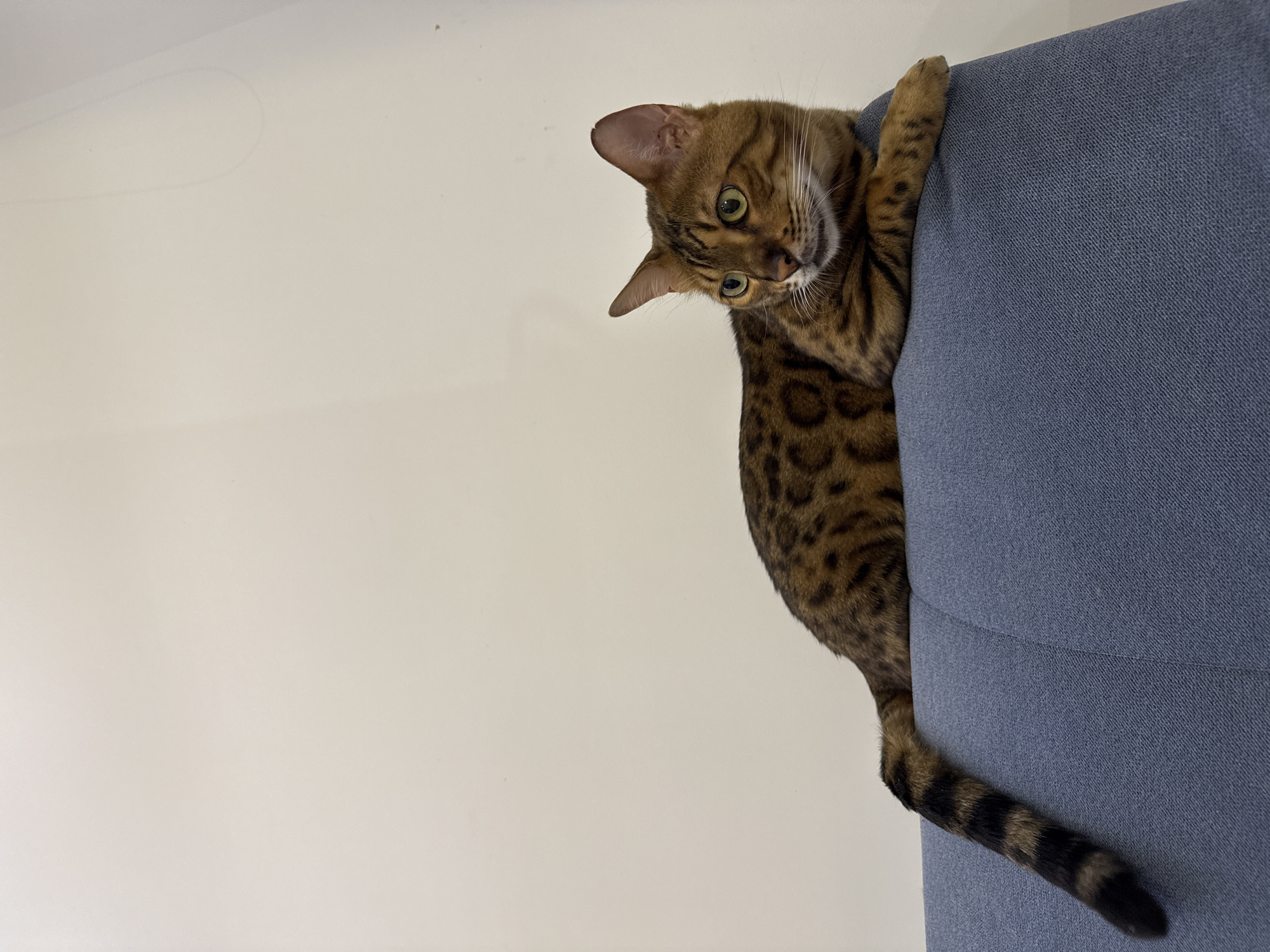 A Bengal cat with a distinctive spotted coat is lying on a blue sofa against a plain off-white wall. The cat's body is mostly visible, stretched out with its head turned to the right, looking away from the camera. Its tail, with black rings, extends off the left side of the sofa. The lighting suggests an indoor setting, possibly a home. There is no indication of the cat's location in Sochi, Russia, or any other specific geographical details within the image.