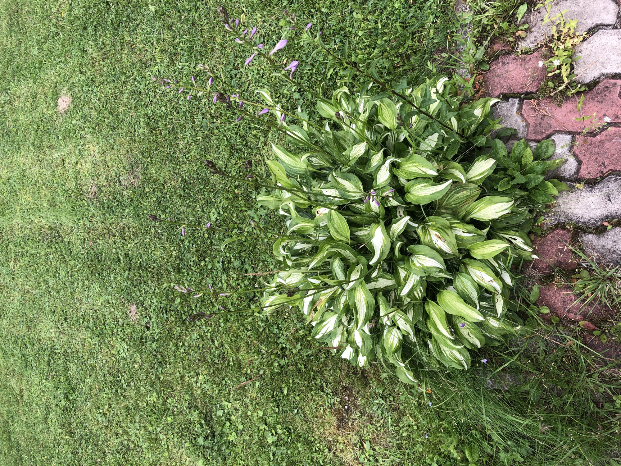 The image shows a variegated hosta plant with green and white leaves, blooming with tall stalks topped with small purple flowers. The plant is situated next to a pathway made of red and grey interlocking bricks. The surrounding ground is covered in green grass, with some sparse weeds and dry grass visible near the hosta and the pathway. The scene appears to be outdoors, in a garden or yard setting. There are no people or animals visible in the image. The location is specified as "Московский Ветеран Снт, Russia".
