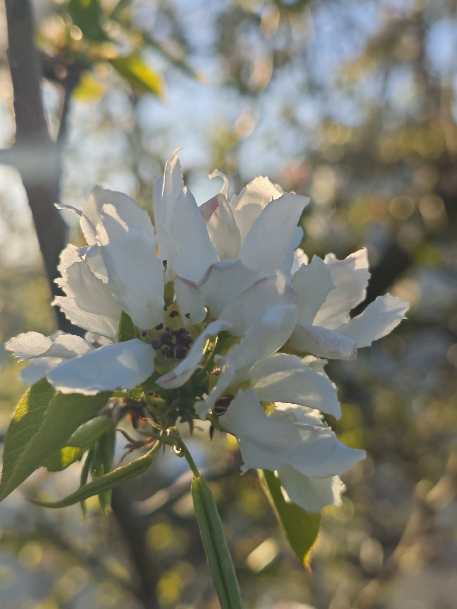 The image depicts a close-up of a cluster of white flowers, likely belonging to a fruit tree, illuminated by sunlight. The petals have a slight pink hue at their edges. Green leaves are visible around the base of the flowers, along with some developing seed pods. A small water droplet clings to one of the stems. The background is blurred, suggesting other branches, foliage, and a bright sky. The location is Мичуринский, Russia. There are no people visible in this photograph.