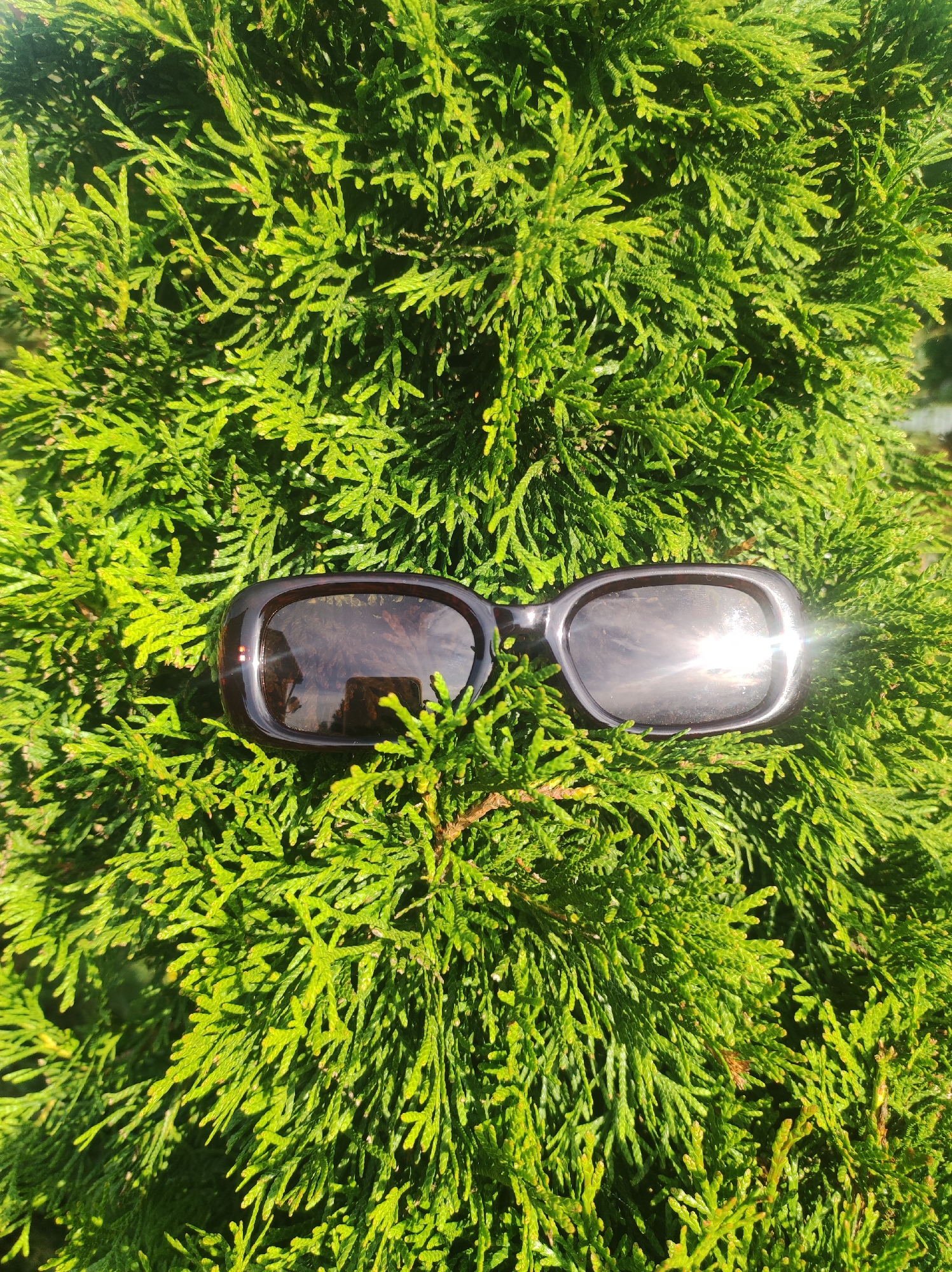 A pair of dark-rimmed sunglasses rests on the branches of a vibrant green evergreen bush. The sunglasses are positioned horizontally in the center of the frame, with their lenses reflecting the bright sunlight and a cloudy sky. The foliage of the bush is dense and detailed, with individual needles clearly visible, suggesting a close-up perspective. The lighting indicates it is daytime, possibly outdoors in a garden or park setting within the city of Fokino, Russia.