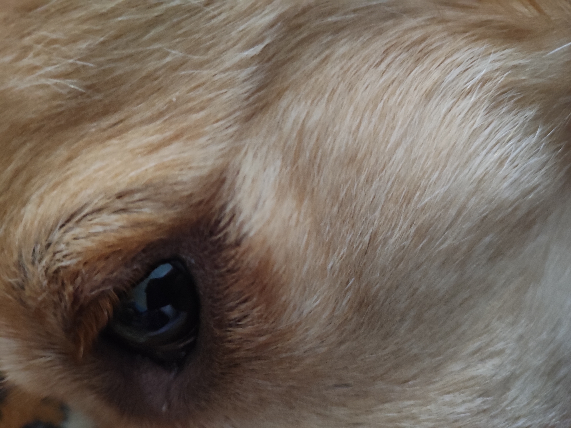 The image is an extreme close-up of a dog's eye and fur. The dog appears to be a light brown or golden color. The eye is dark and reflective, with a hint of the surrounding environment visible. The fur is soft and appears to be medium length. There is no indication of the city of Hrodna, Belarus, or any urban environment in the image. The scene is a close-up of an animal.