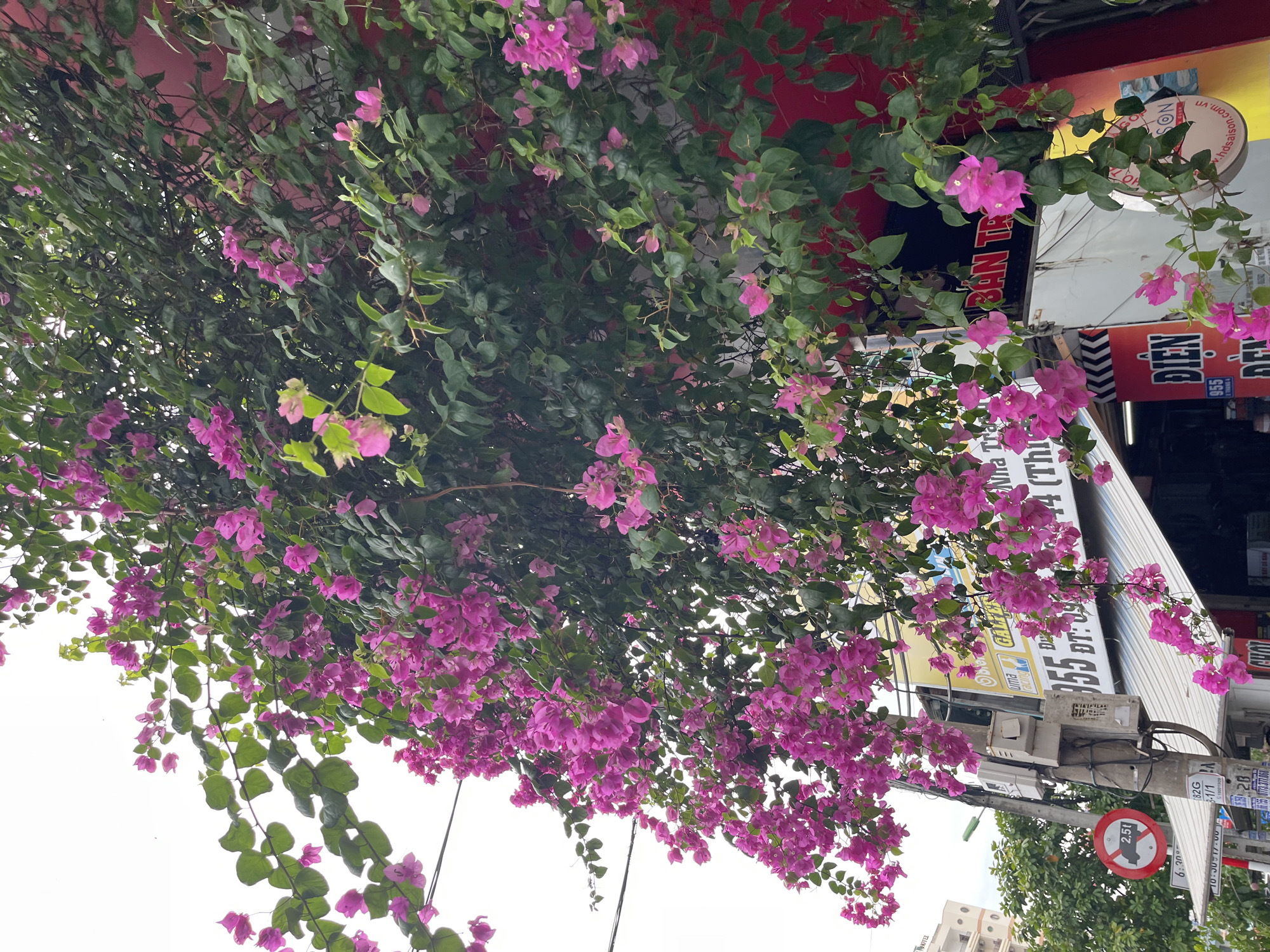 The image depicts a vibrant bougainvillea vine with abundant pink flowers cascading down the side of a building. The building appears to be a commercial establishment, with signs visible in Vietnamese. One sign indicates "Nha Trang," confirming the location. A utility pole with electrical boxes and wires is also prominent in the scene, as is a red circular traffic sign with a diagonal bar and the number "2.5t" inside, suggesting a weight limit. Other elements include trees and what appear to be shop awnings. The overall scene suggests an urban environment in Nha Trang, Vietnam, characterized by flowering vegetation and commercial activity. There are no people or animals clearly visible in the image.