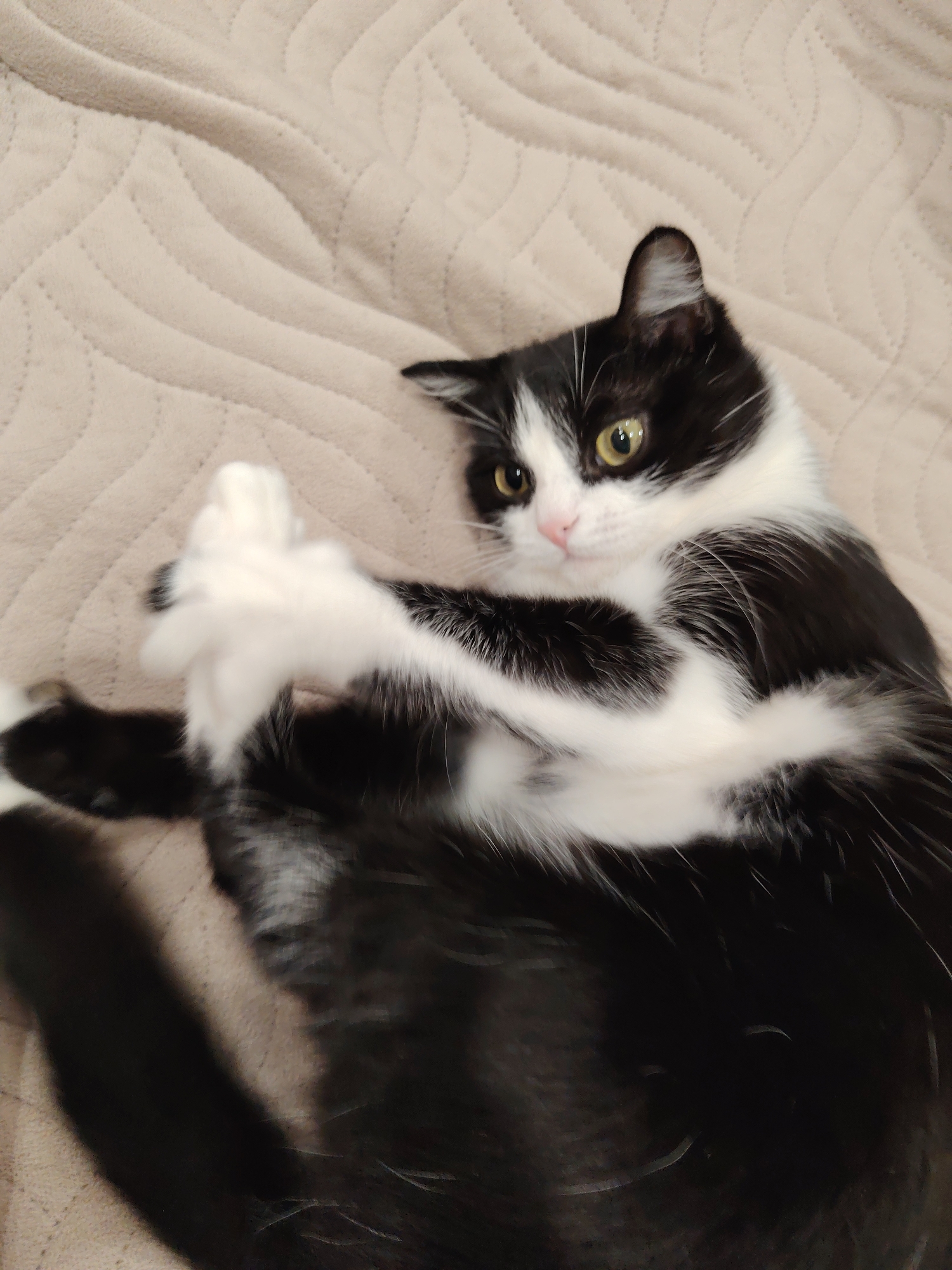 A black and white tuxedo cat is lying on a beige textured surface, possibly a bed or blanket. The cat is on its back, with its white paws crossed in front of its chest. It has yellow eyes and a pink nose, and is looking directly at the camera. The tail is visible in the lower left corner of the frame. The location is Unknown, Unknown.