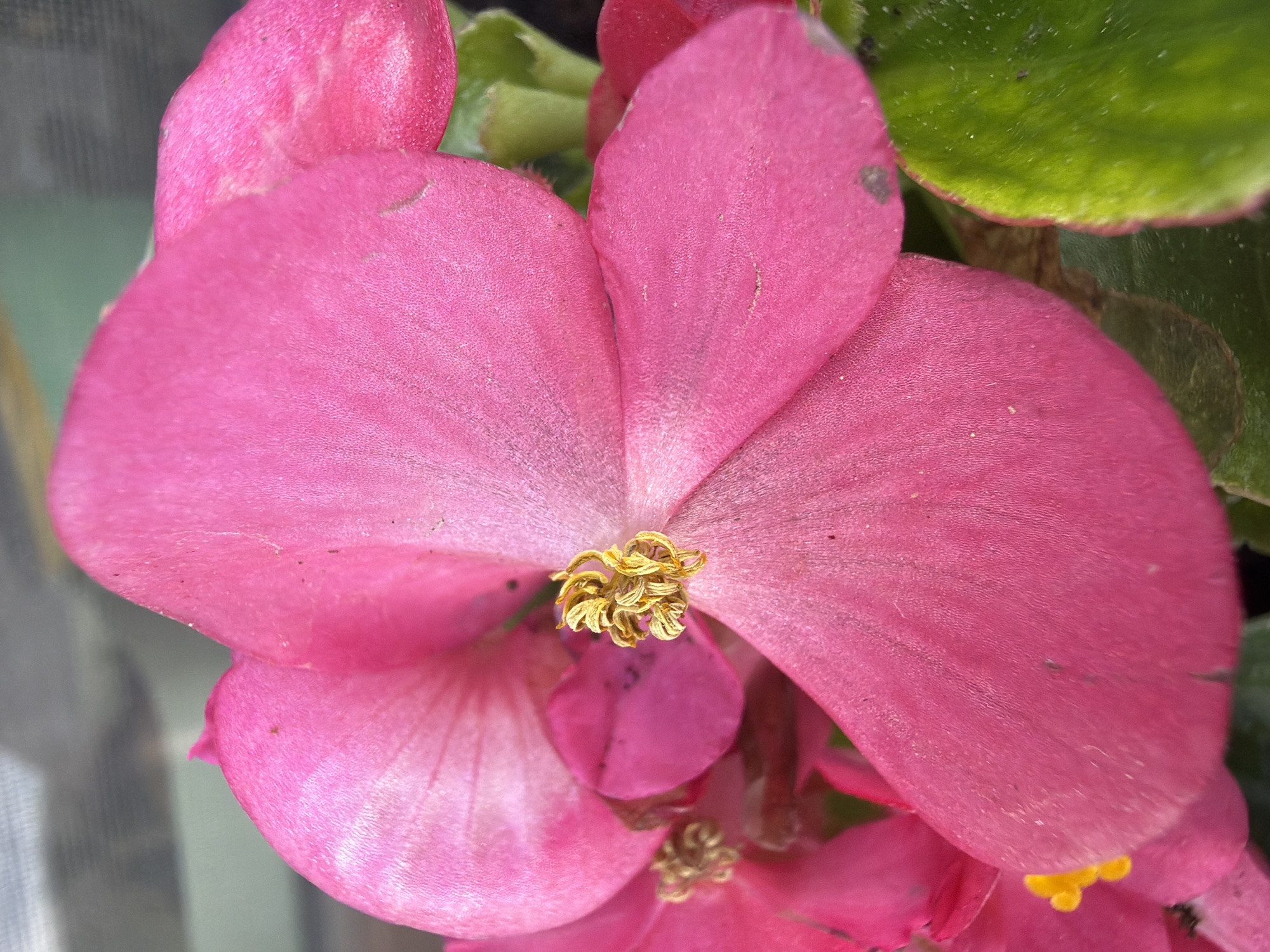A close-up, vertical, eye-level shot focuses on a cluster of vibrant pink begonia flowers with yellow centers. The petals are slightly textured and appear delicate, with visible veins. In the background, out of focus, is a blurred greenish-gray mesh-like material, suggesting the flowers might be near a window or in a greenhouse. The image is a still life, with no people or actions depicted. The specific location in Męcina, Poland, is not discernible from the visual information provided.