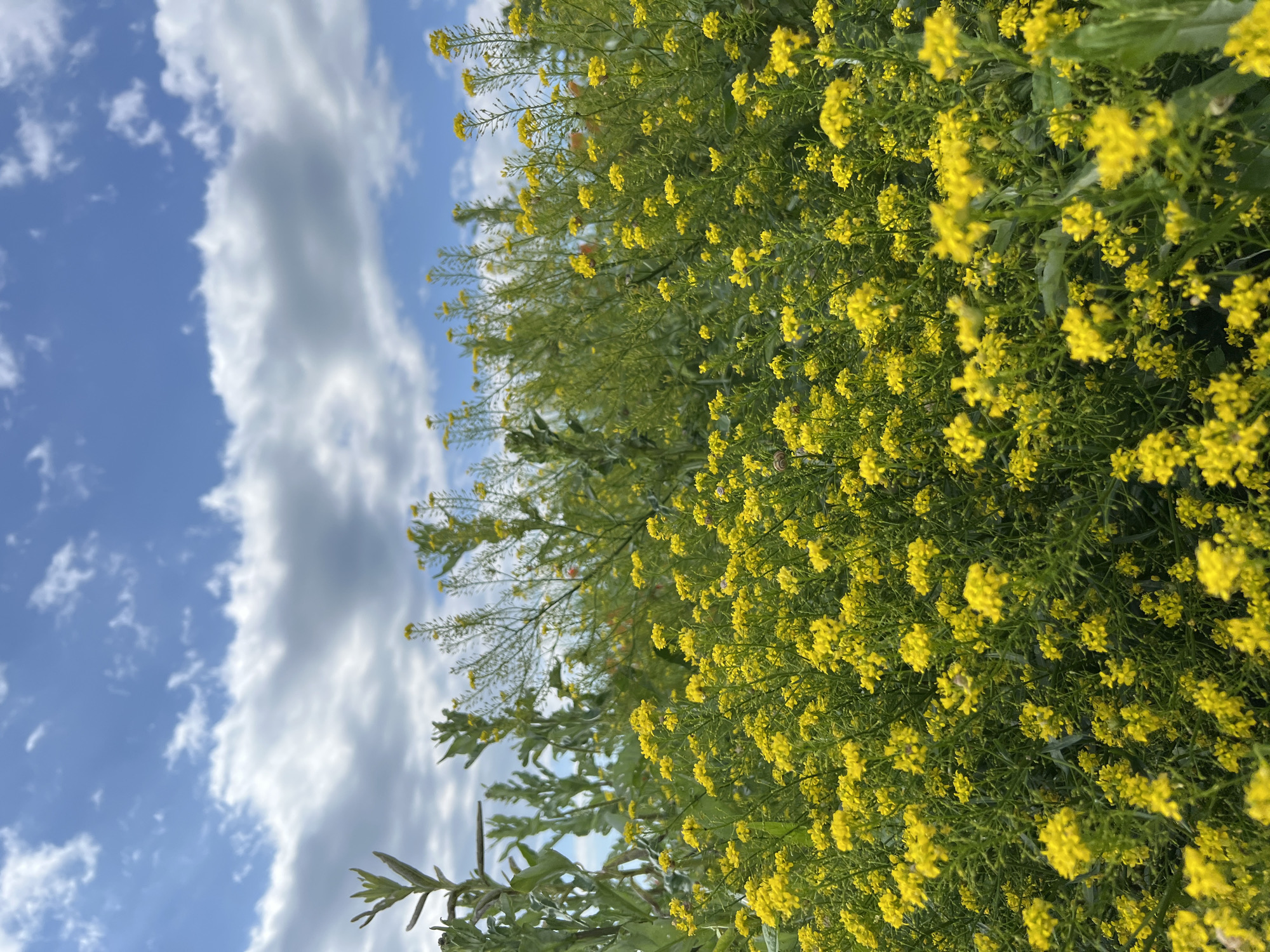 The image shows a field of yellow flowers against a blue sky with white clouds. The flowers are densely packed, and the sky is visible in the upper left corner of the frame. There are no people visible. The location is not specified.