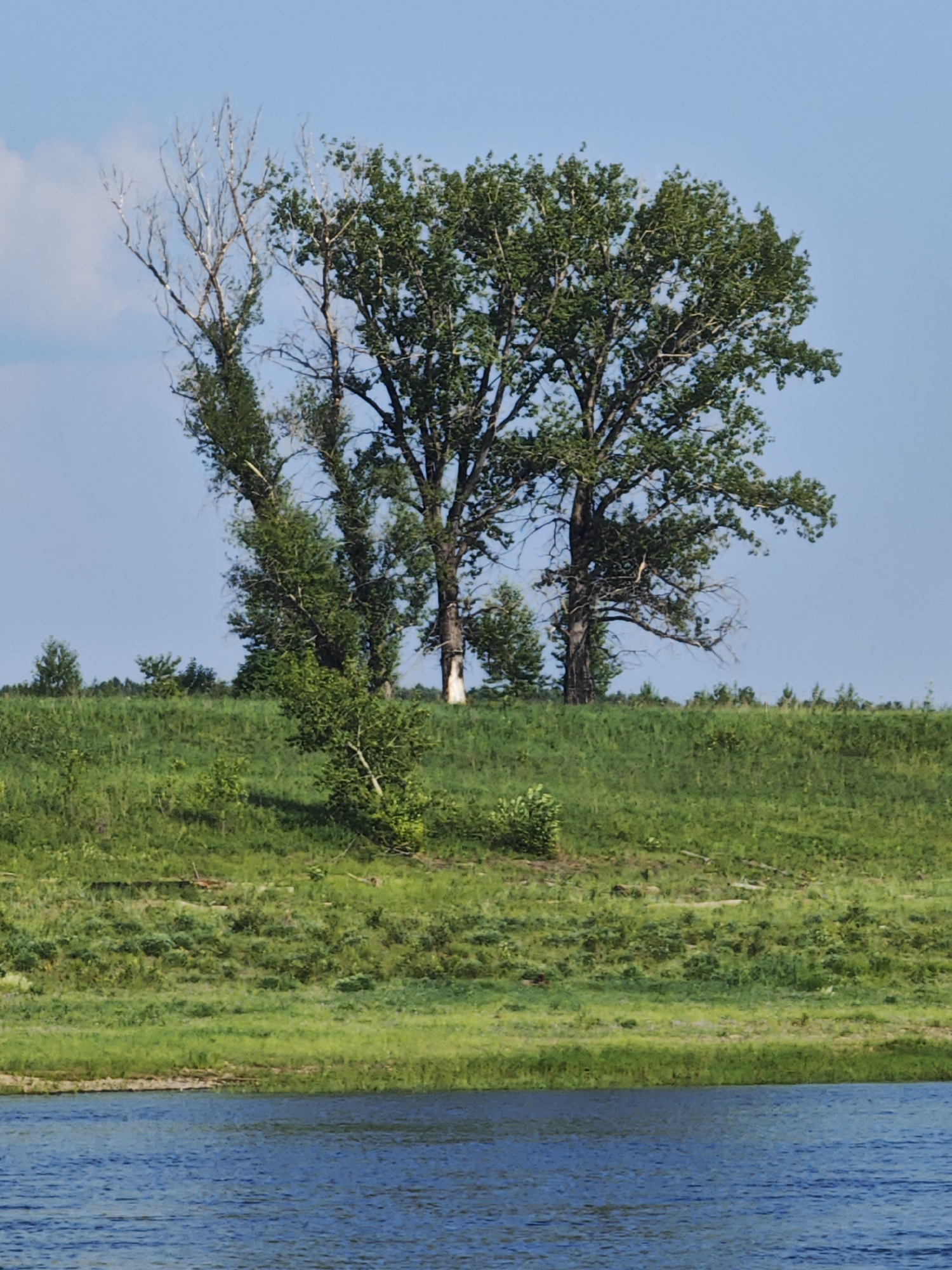 The image depicts a serene natural landscape by a body of water. The foreground is dominated by the rippling blue surface of a river. Beyond the riverbank, a lush green grassy slope rises, dotted with various types of vegetation, including trees and shrubs. In the mid-ground, several trees stand prominently on the elevated terrain. Two large, mature trees with full green canopies are the focal point, while a smaller, partially dead tree with bare branches stands to the left of them. The background is a clear, pale blue sky, with a few wispy white clouds visible. The scene suggests a rural or natural setting, possibly a park or a riverine area, far from urban development. No people or specific structures are visible, emphasizing the untouched natural beauty of the location. The weather appears fair and sunny, conducive to outdoor activities. The image is framed from a low vantage point, likely from a boat or the opposite riverbank, looking up towards the trees and the sky. The specific location of Verkhnepashino, Russia, is not evident from the visual elements in the image.