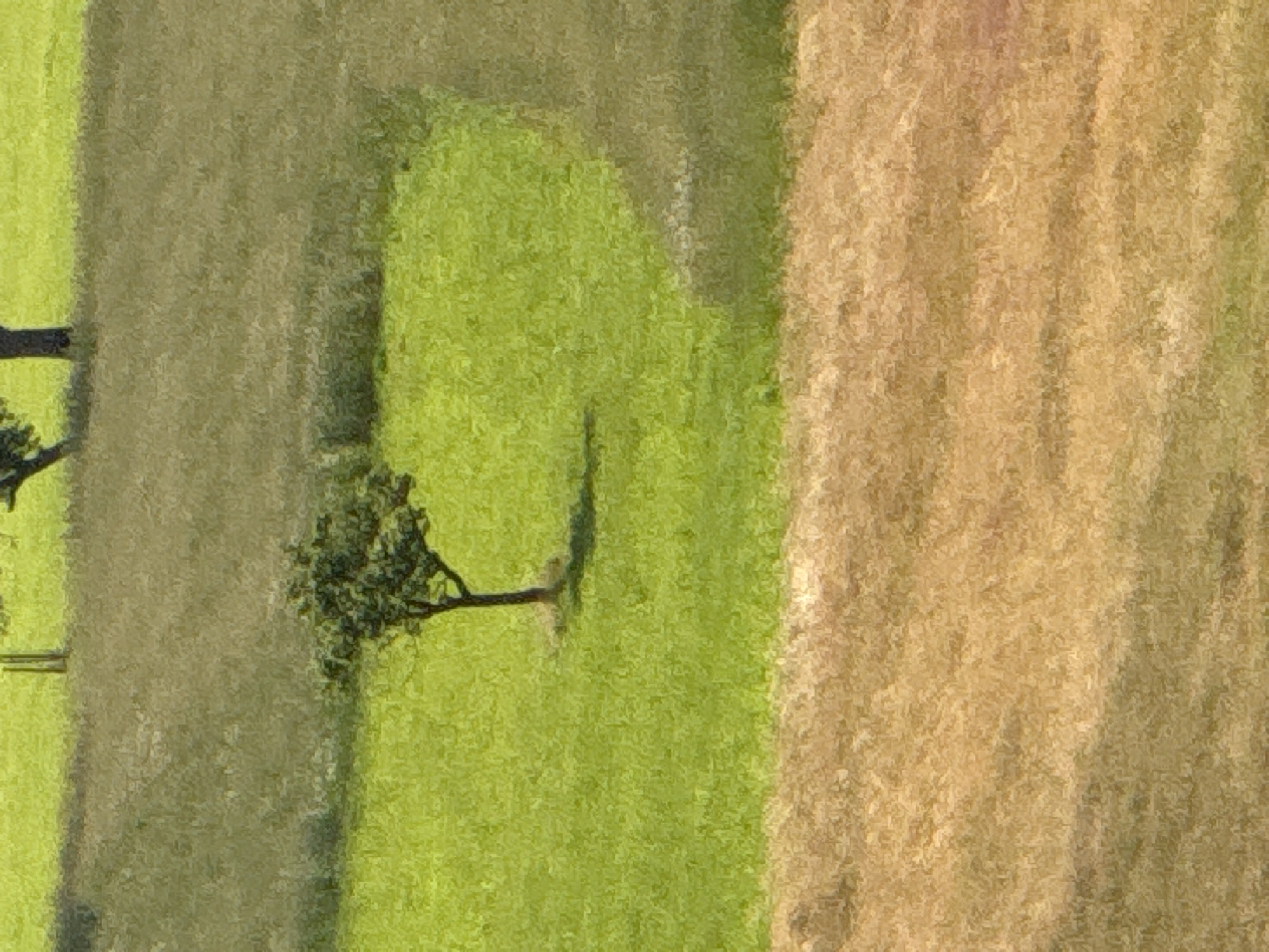 The image depicts an aerial view of a rural landscape in Strümpfelbrunn, Germany. The scene is dominated by fields of grass and vegetation, with a solitary tree standing prominently in the middle ground. The foreground shows a dry, mowed field with a light brown hue, indicating possibly harvested hay or dry grass. The middle ground transitions to a vibrant green, well-maintained grassy field where the single tree is situated. This tree has a dark trunk and a full, green canopy. In the background, there is another field with varied shades of green and brown, suggesting a mix of grass and possibly tilled soil or shadows. The overall impression is one of a peaceful countryside setting. There are no people or animals visible in the image.
