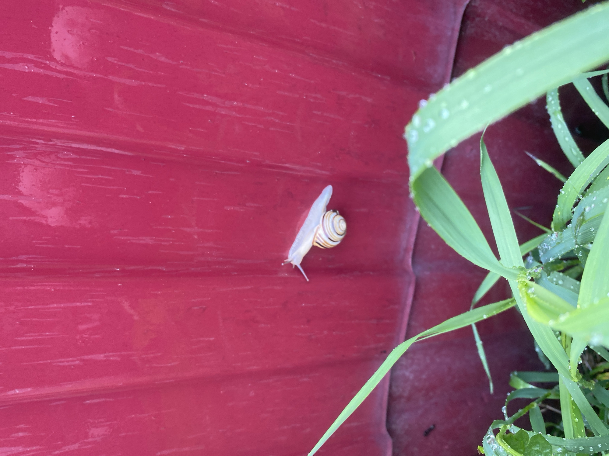 A snail with a striped shell is crawling on a red corrugated metal fence. In the foreground, green grass with water droplets is visible. The image appears to have been taken in Zhilino, Russia.