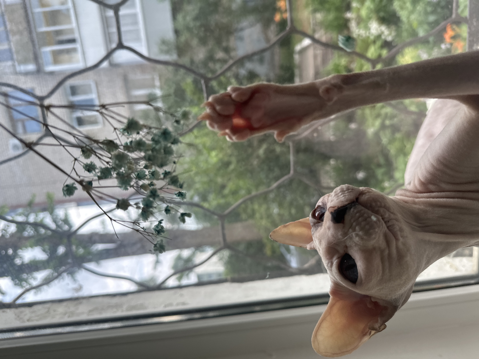 A hairless cat, likely a Sphynx breed, is looking up and reaching towards a dried, blue-tinted floral arrangement hanging on a decorative grate. The cat's left paw is extended, with visible claws. The scene appears to be indoors, with the cat positioned near a window. Outside the window, a building with multiple floors and balconies is visible, surrounded by greenery. The presence of the building and the style of the windows suggest an urban environment, possibly a residential apartment building in Togliatti, Russia, given the context. The lighting indicates it is daytime.