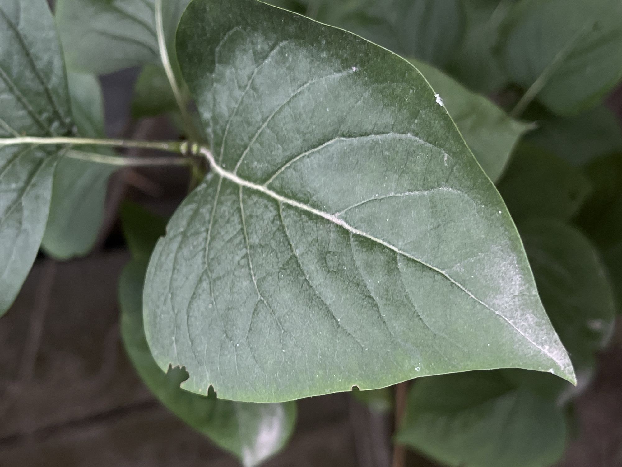 The image shows a close-up of a green leaf with visible veins. The leaf appears to be heart-shaped and has a slightly rough texture with some powdery white residue on its surface. There are a few small holes or bites taken out of the edge of the leaf. Behind the main leaf, other green leaves and stems are visible, creating a soft, blurred background. The overall impression is one of natural detail, focusing on the intricate structure of a plant. The lighting suggests it might be daytime, with the light source illuminating the top surface of the leaf. The setting is likely outdoors, given the presence of plant life. No people, text, or specific events are depicted. The context of Lviv, Ukraine, provides a geographical reference for the image's origin but doesn't offer visual cues within the image itself.