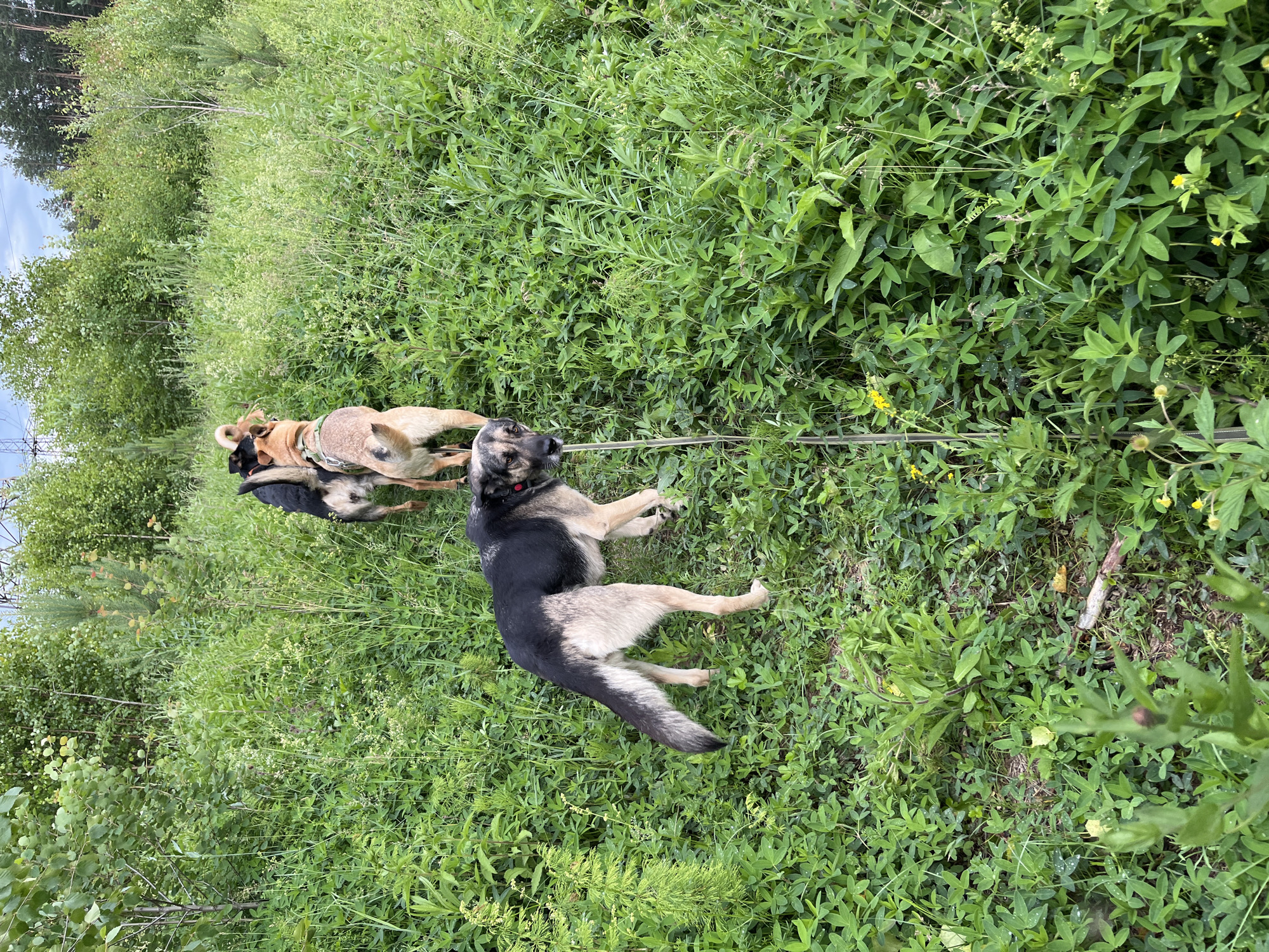 A group of dogs walks through a grassy, wooded area. The lead dog, a German Shepherd mix with black and tan fur, is wearing a red collar and is attached to a leash that extends out of frame. Behind it, a light brown and tan dog with a green harness is following closely. Further back, another brown dog and a black and tan dog are also visible. The environment is lush with green foliage, tall grasses, and scattered trees. The ground is covered in dense vegetation. The sky above is overcast. This scene appears to be an outdoor recreational area, possibly a park or a trail, located in the city of Nizhny Tagil, Russia.