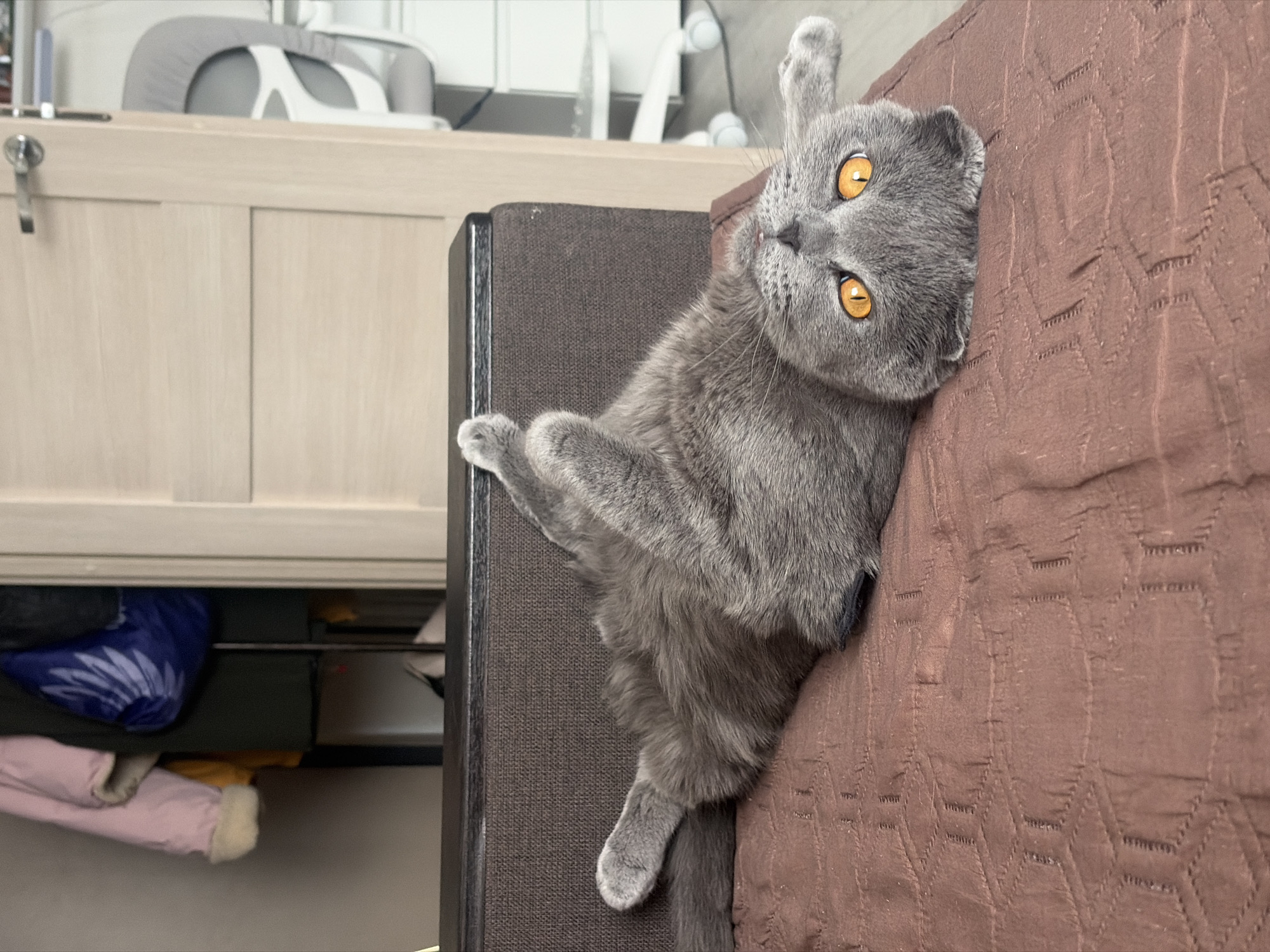 A gray Scottish Fold cat with orange eyes is lying on its back on a brown textured sofa. The cat's head is tilted to the side, and one paw is raised. In the background, there is a light-colored wooden cabinet with visible items inside, including a blue bag and a pink garment. Behind the cabinet are white objects and a lamp. The location is not specified in the image, so the city of Saint Petersburg, Russia cannot be confirmed.