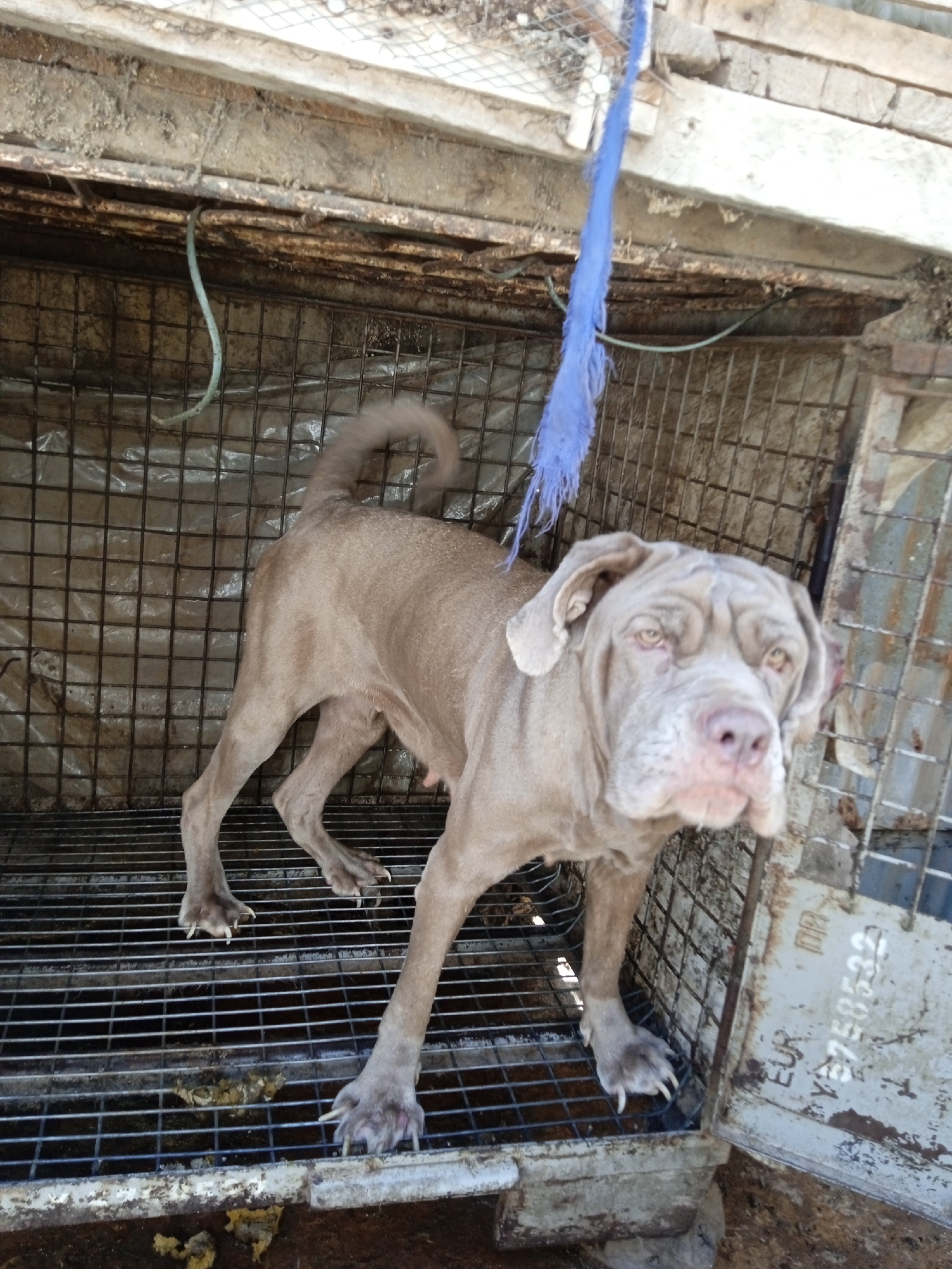 A light-brown mastiff-type dog stands in a dirty metal cage. A blue rope hangs from the top of the cage. Feces is visible on the cage floor. The cage door bears a partial serial number "EUR Y3758532" and is slightly ajar. The scene is possibly located in Jos, Nigeria.