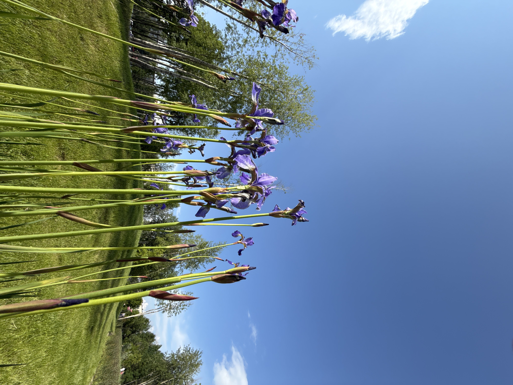 A low-angle, wide shot captures a patch of purple iris flowers in the foreground, their tall green stalks reaching towards a clear blue sky. The flowers are in various stages of bloom, with some fully open and others still in bud. Behind the flowers, a verdant, gently sloping grassy hill fills the mid-ground. Trees, including slender white-barked birches and broader leafy trees, are visible behind the hill, creating a textured backdrop against the sky. A single wispy white cloud drifts in the upper left quadrant of the sky. The overall impression is of a bright, sunny day in a park or garden setting. The location is identified as the Esplanade in the city of Perm, Russia, a public promenade area that often features landscaping and green spaces.