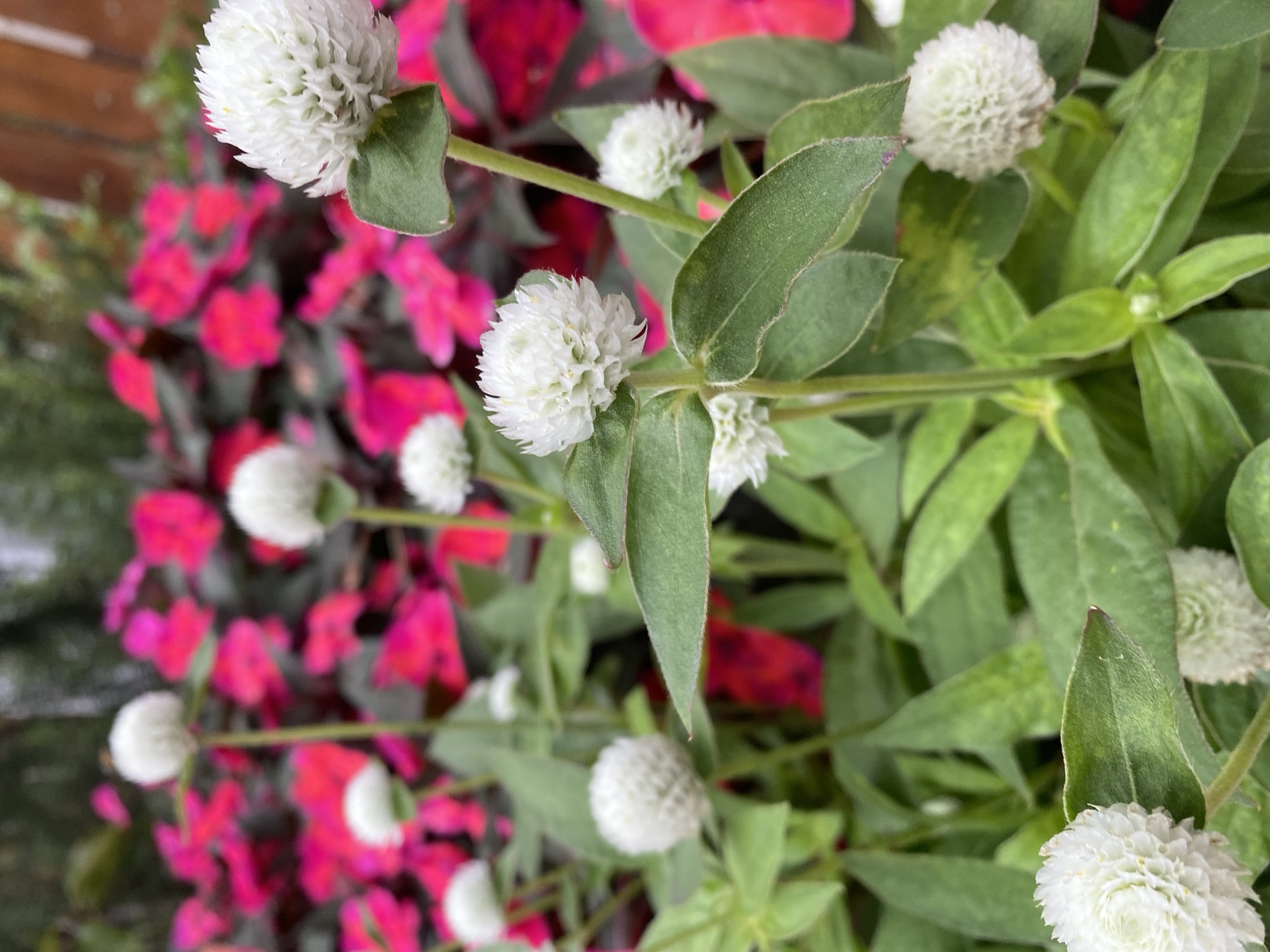 This is a close-up, eye-level shot of white Globe Amaranth flowers with a blurred background of vibrant pink foliage. The flowers are spherical and made of tightly packed, papery petals. Some of the flowers are in full bloom, while others are buds. Green leaves, some with a slight yellowing, are visible throughout the foreground and midground. The background features lush, unfocused pink leaves and a hint of a wooden fence, suggesting an outdoor setting. The lighting appears to be natural and diffused, creating soft shadows. The scene is tranquil and focuses on the intricate details of the flowers and surrounding plant life. This photograph was taken in Lâm Viên - Đà Lạt, Vietnam, a region known for its cool climate and abundant floral gardens.