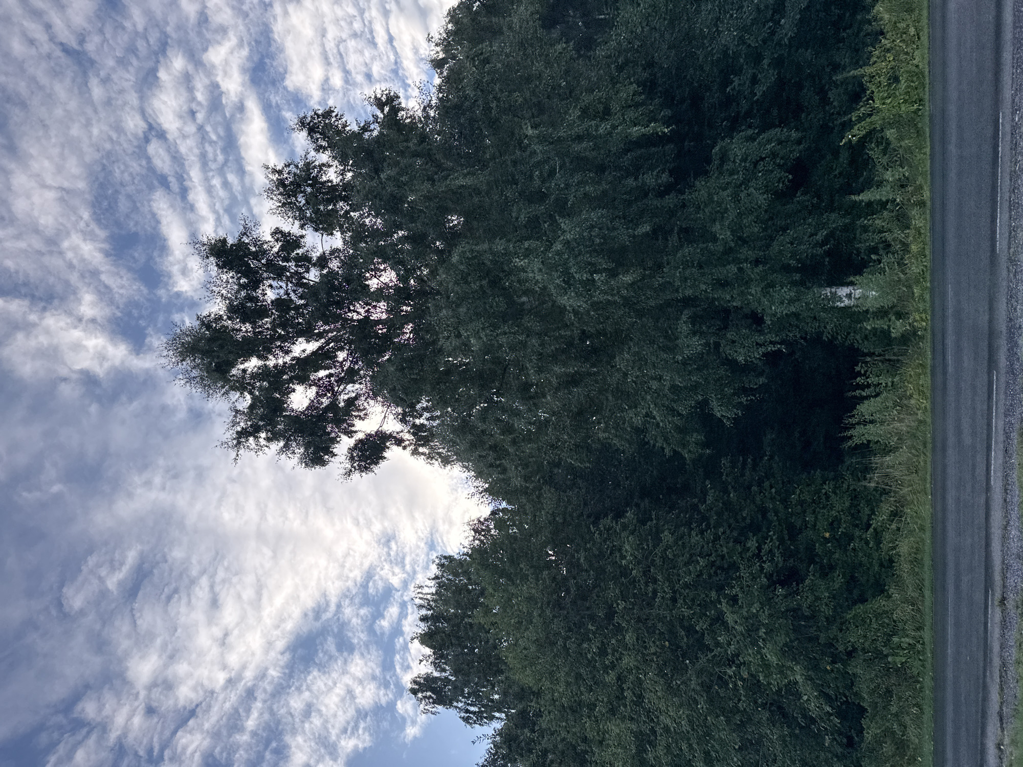 An exterior, vertical, eye-level shot captures a dense forest adjacent to a road under a cloudy sky. The forest is filled with dark green foliage, with the tops of some trees, including what appears to be a birch tree, visible against the sky. The sky is a mixture of blue and white clouds, with sunlight peeking through in places. A paved road runs horizontally across the bottom of the frame, bordered by a grassy shoulder and undergrowth. The scene is devoid of any people or animals. The setting appears to be a natural landscape likely on the outskirts of a city or town, possibly near Tallinn, Estonia, given the visual cues of dense forestation and a typical European road.