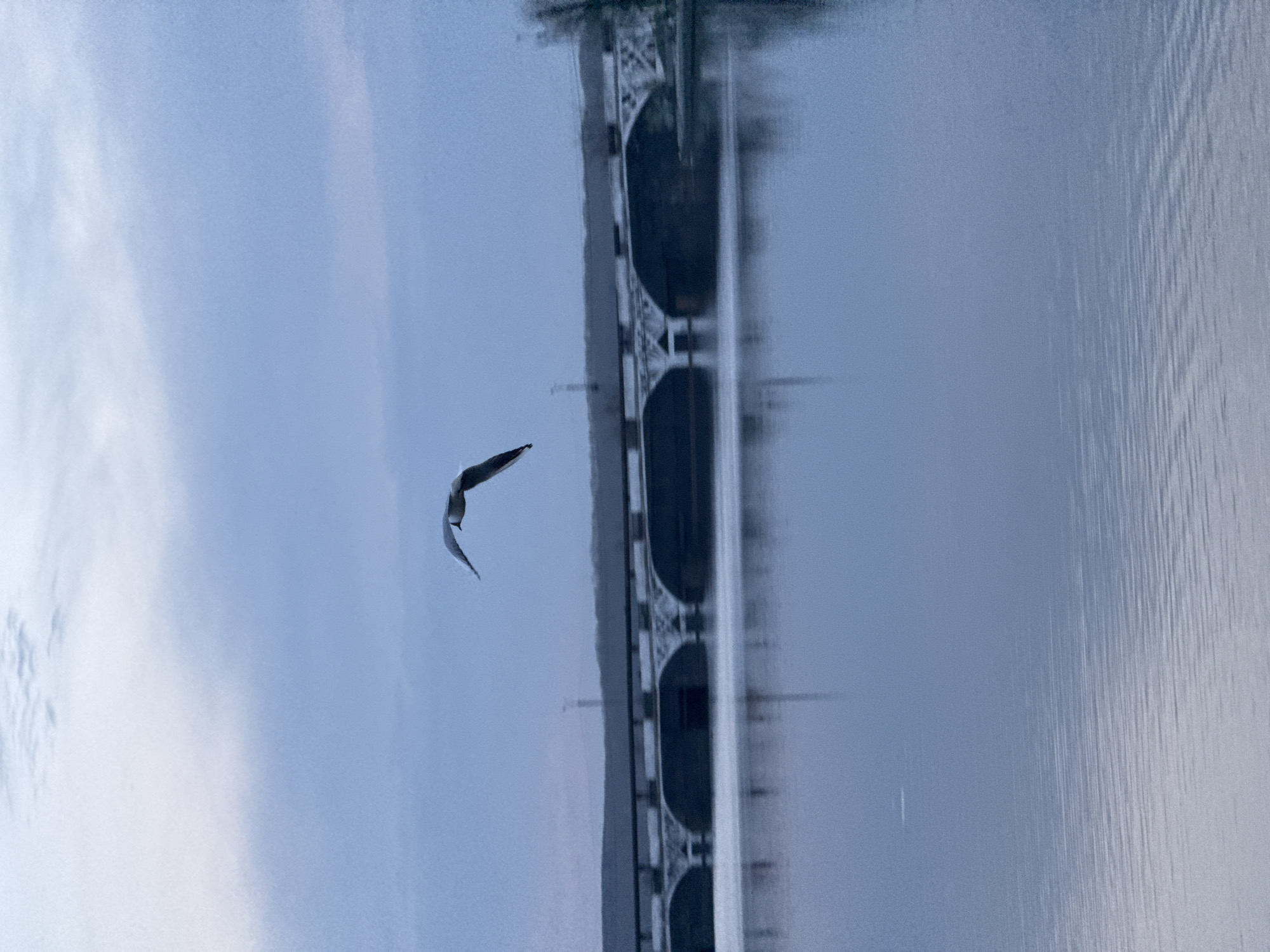 The image shows a view of a bridge in Votkinsk, Russia, seemingly reflected in water. A bird is in flight near the top left corner. Ripples can be seen on the right, suggesting the presence of a body of water. The bridge structure is visible in the center. The sky is overcast.