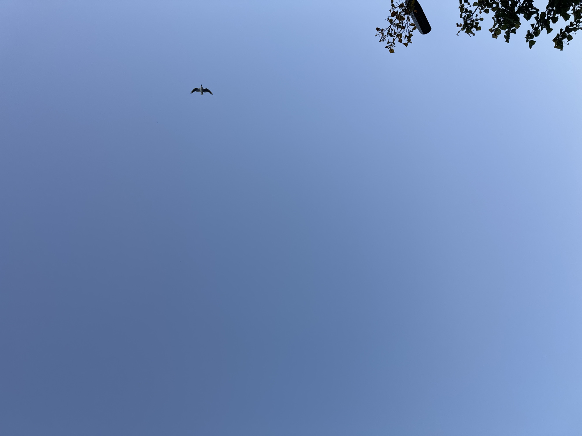 The image captures a clear, pale blue sky with a lone bird in flight in the upper right quadrant. A branch of a tree with dark green leaves is visible in the bottom right corner. The scene is open and expansive, suggesting an outdoor environment with an unobstructed view of the sky. There are no discernible landmarks to pinpoint the exact location within Waterford, Ireland.