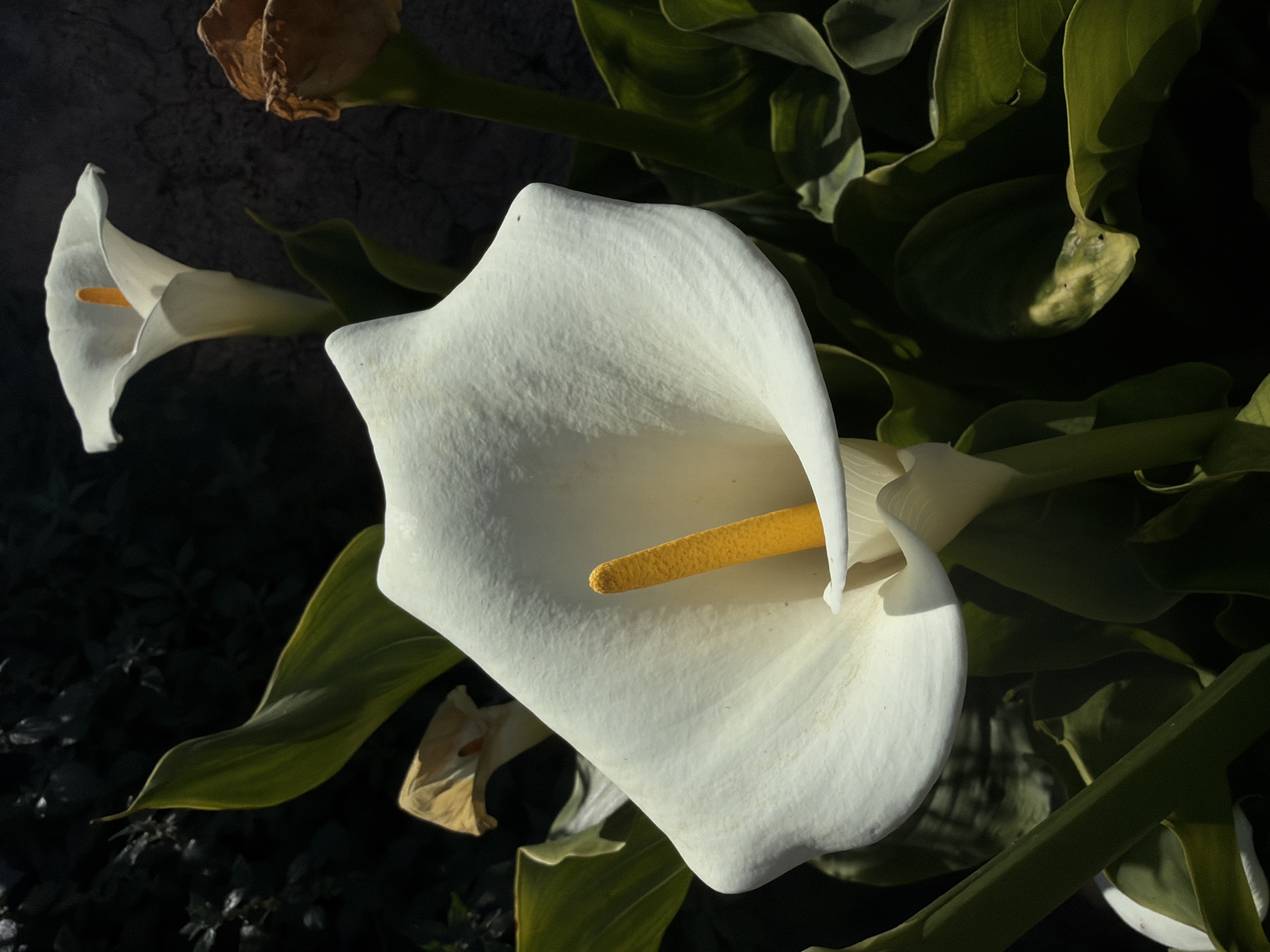 The image shows a close-up of several white calla lilies, with a focus on one prominent bloom. The lily has a central yellow spadix. Green leaves surround the flowers. One flower appears dried or brown. The scene is possibly located in Sant Martí Sarroca, Spain, but there is no specific information within the image itself to confirm this location. No people or specific actions are apparent.