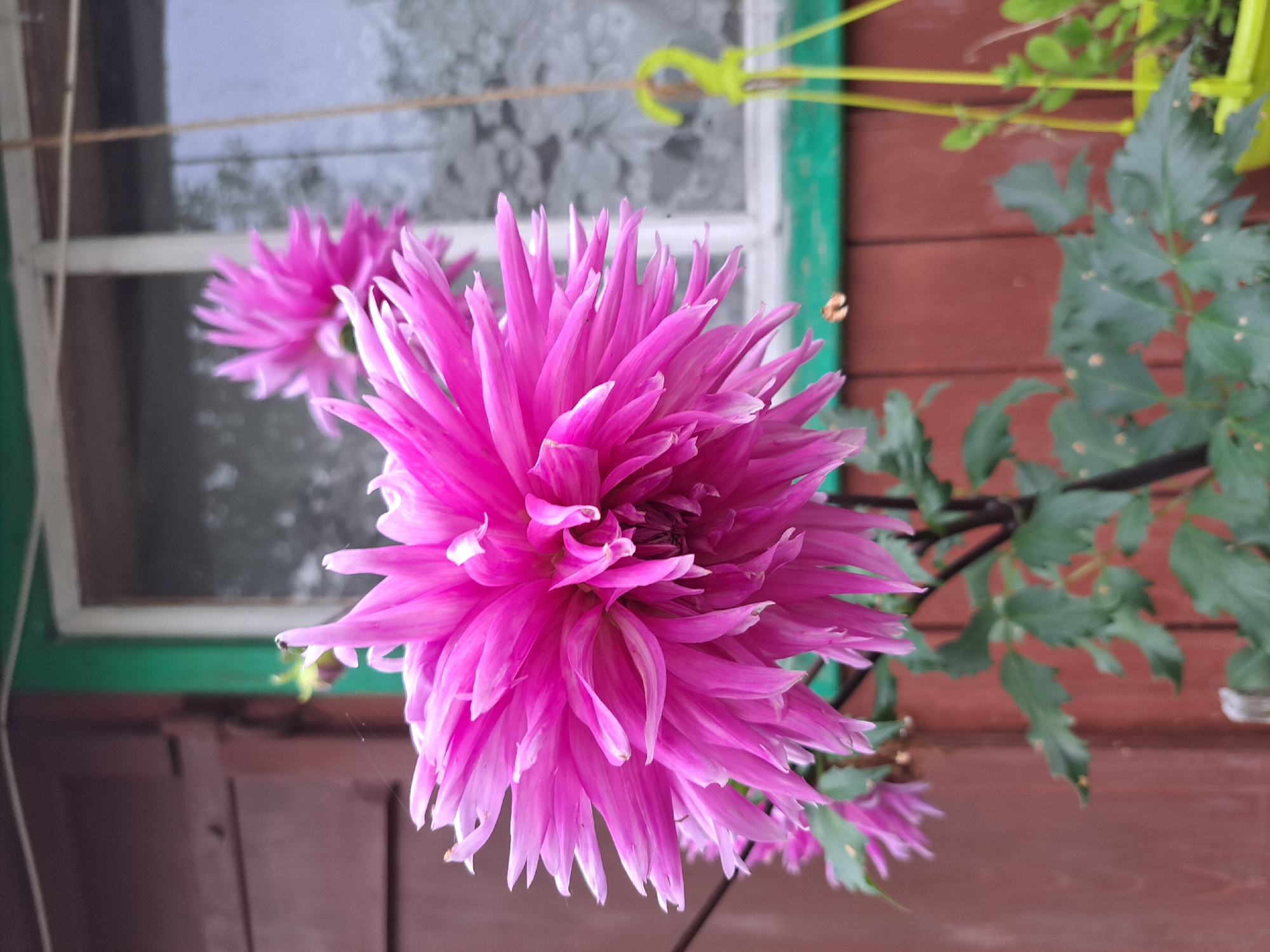 In Gonokhovo, Russia, a close-up shot captures a vibrant, fuchsia-colored dahlia flower in full bloom, its delicate petals fanning outwards. The flower is the central subject, its intricate details sharp and clear. In the background, a rustic wooden wall with a green-trimmed window hints at a building's exterior. A second, slightly out-of-focus dahlia blooms behind the main one. Green leaves and stems support the flowers, and a small spider web is visible on a leaf. A yellow hanging planter with green foliage adds a pop of color to the right side of the frame. The overall scene suggests a garden or outdoor setting.